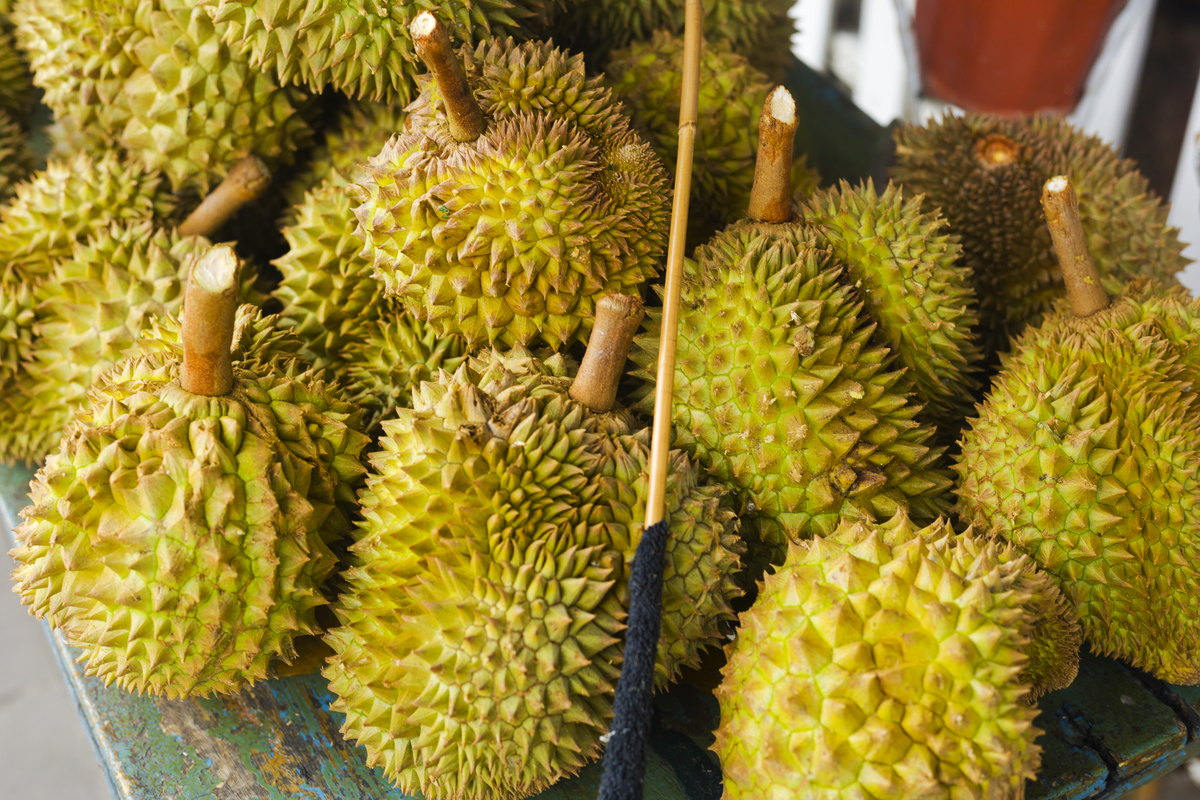 榴莲品种季节指南：从早榴莲到XO榴莲，哪种最适合你？