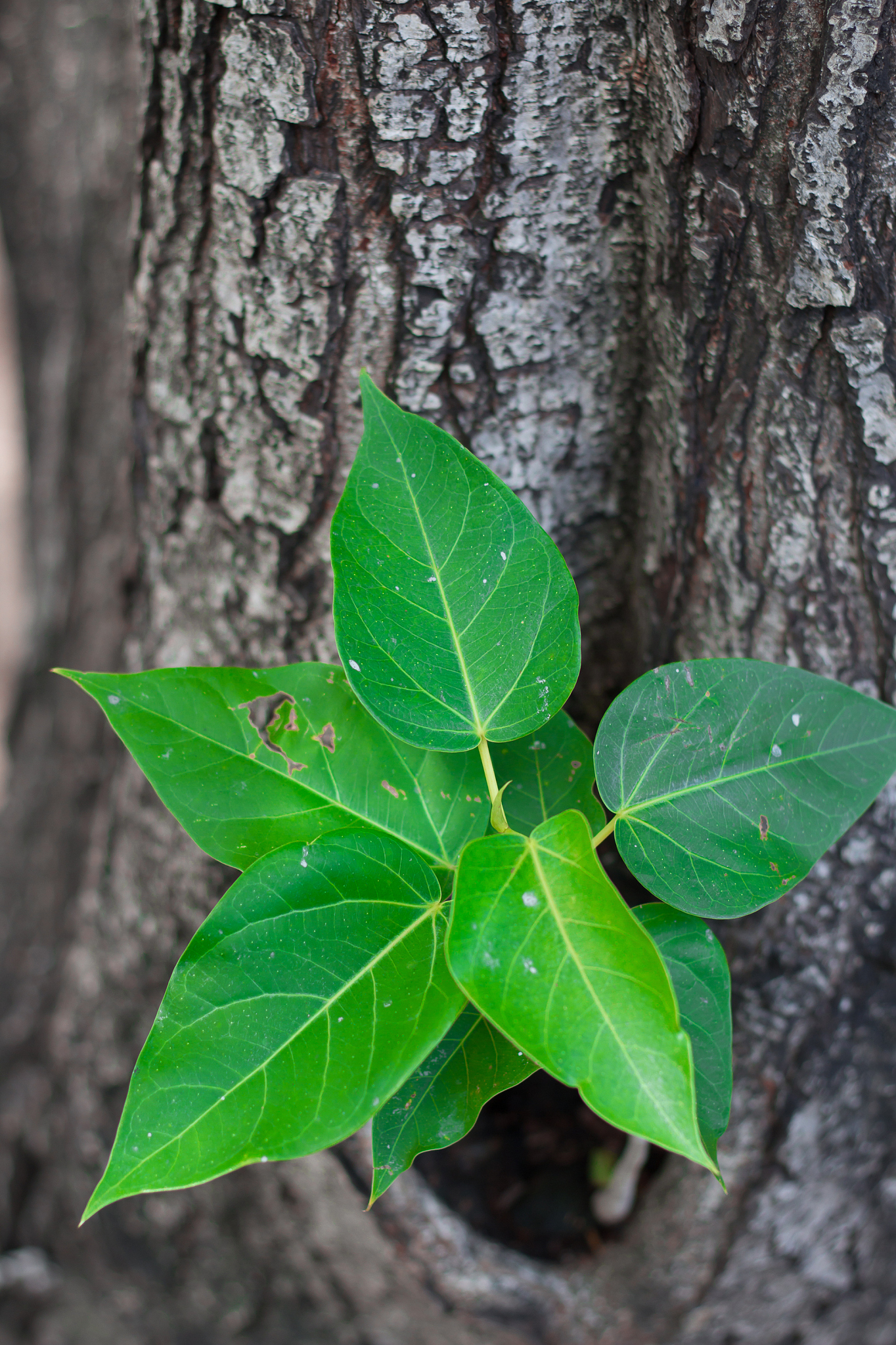 green leaves on the tree.