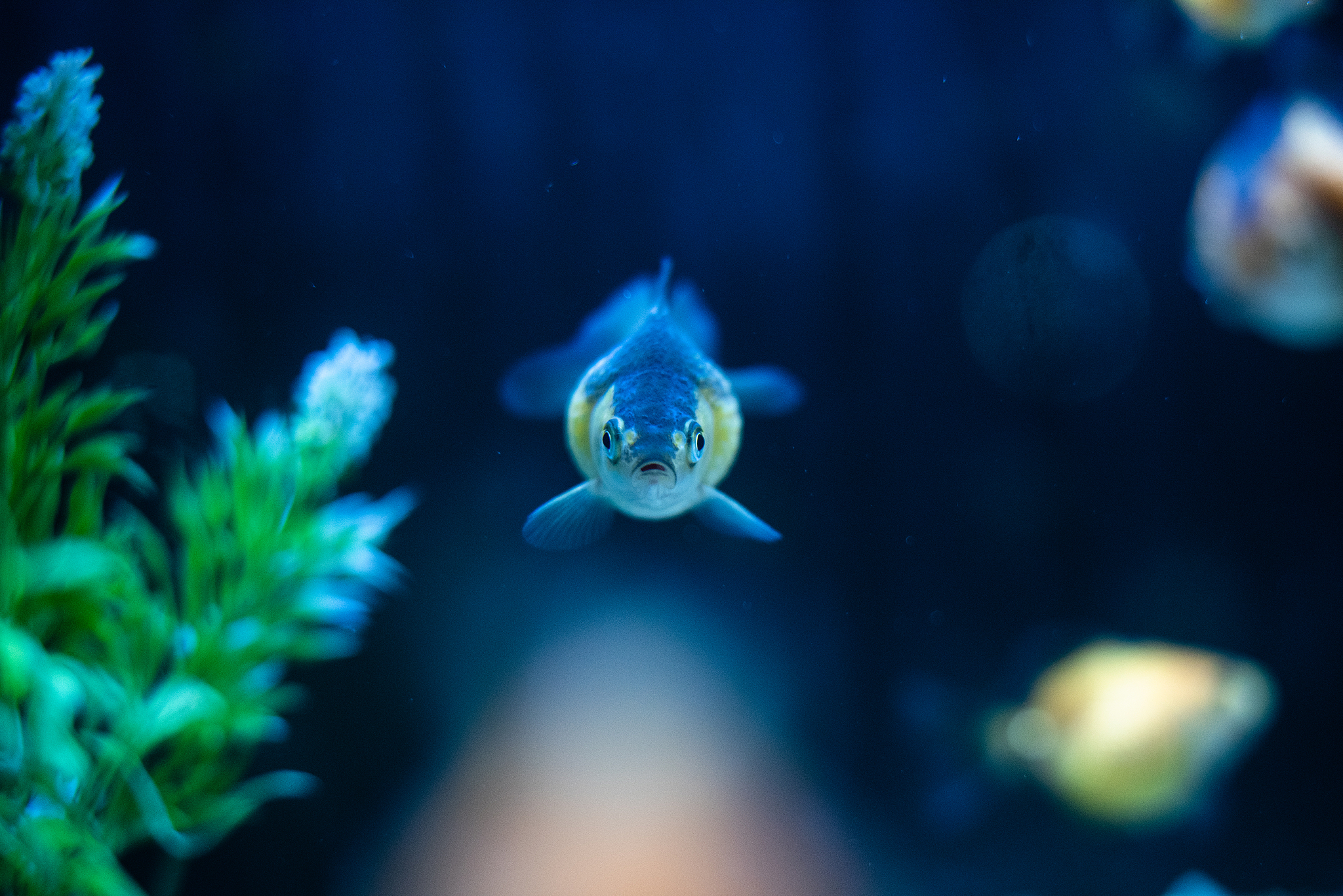 goldfish focus front eye view with copy space dof sharp focus sp