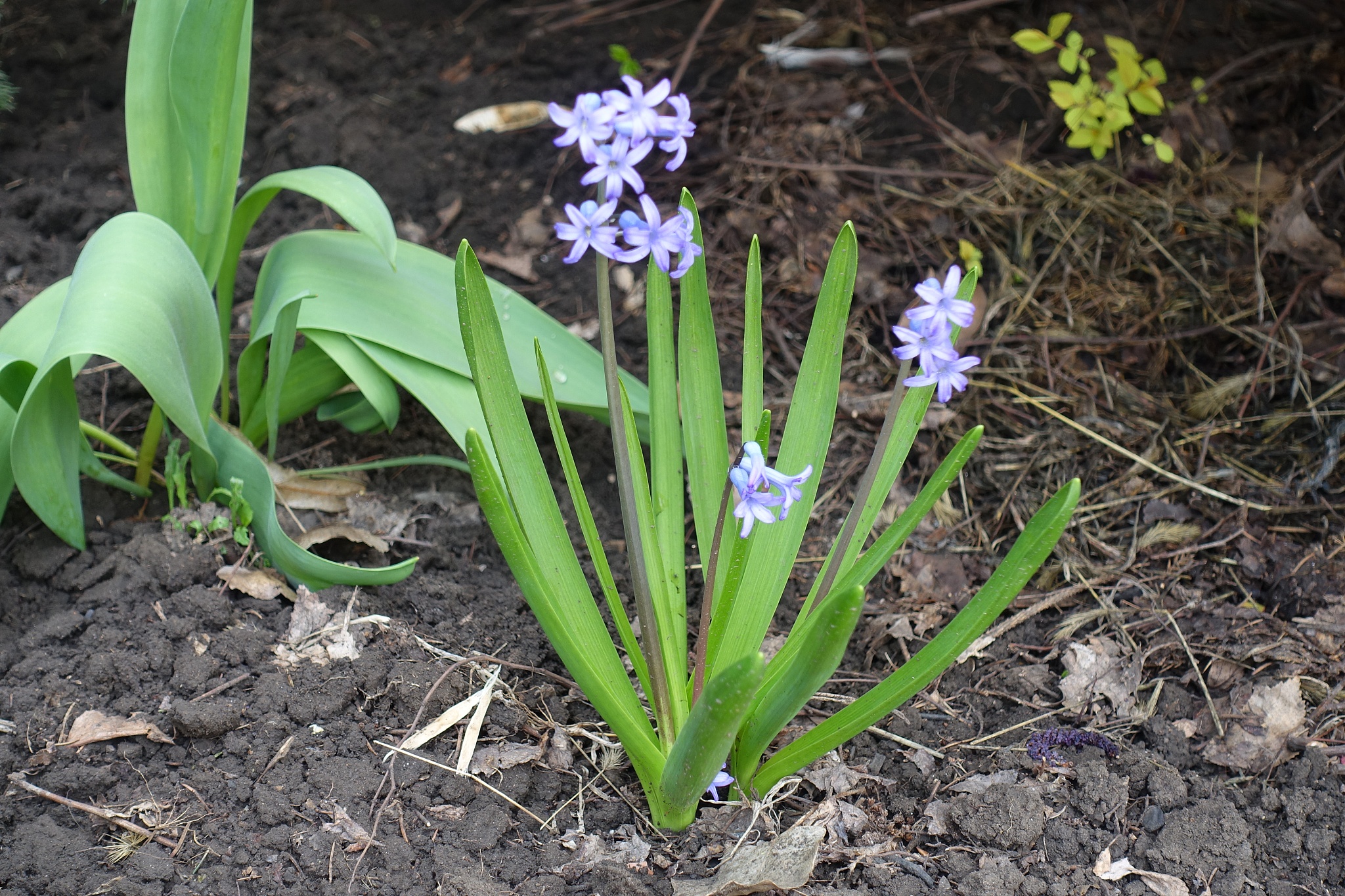 hyacinthus orientalis with three flowering spikes in april