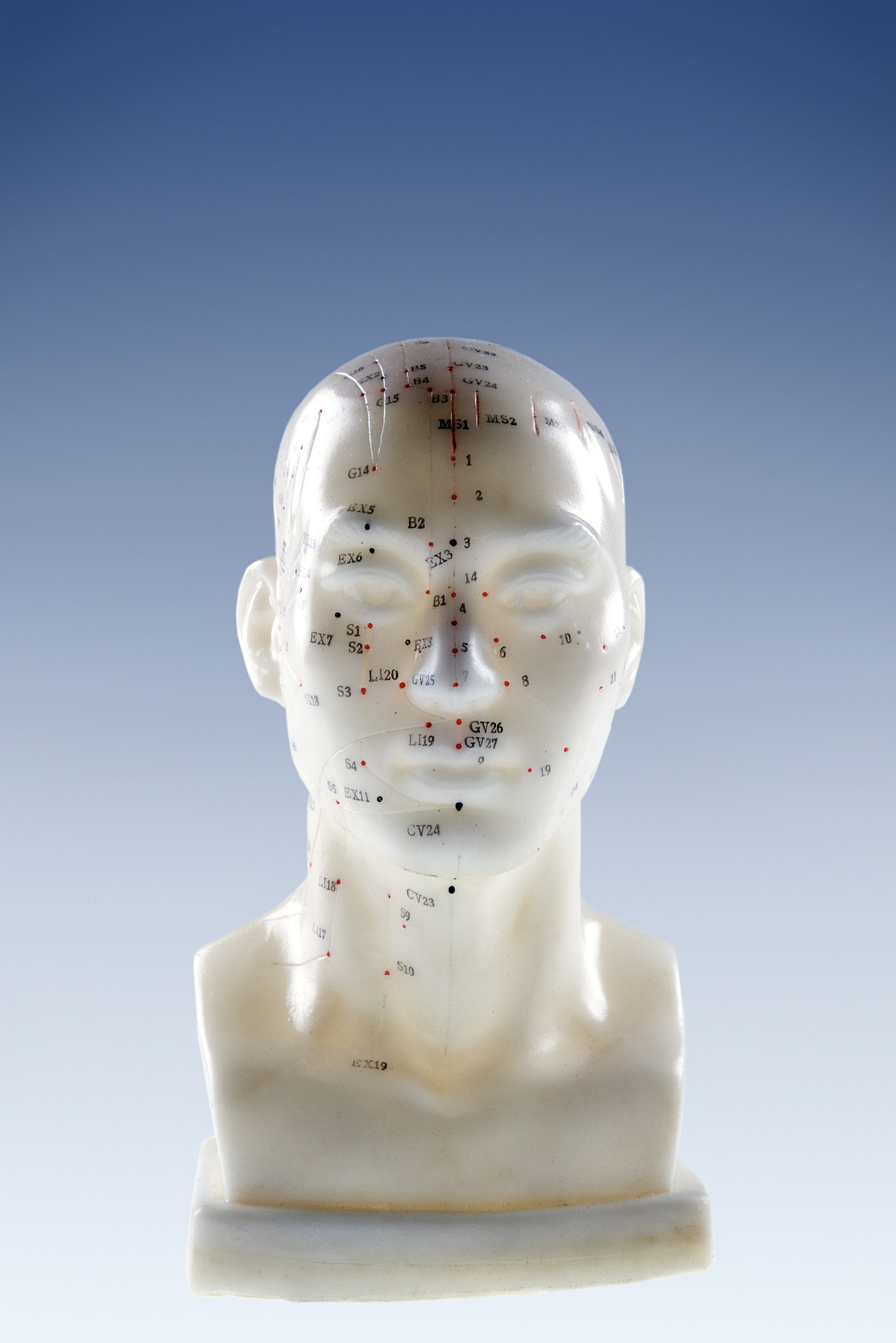 model of a head