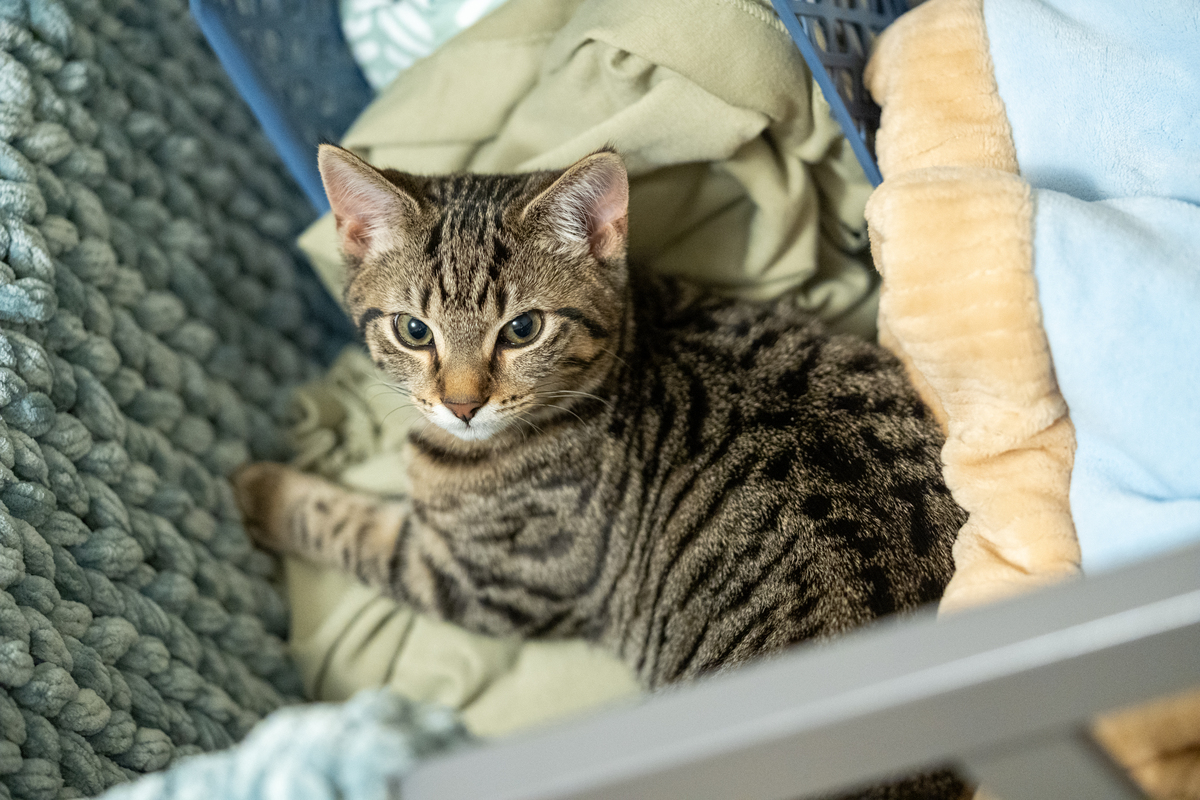 提升虎斑猫社交能力，打造亲人与宠物和谐相处的猫咪