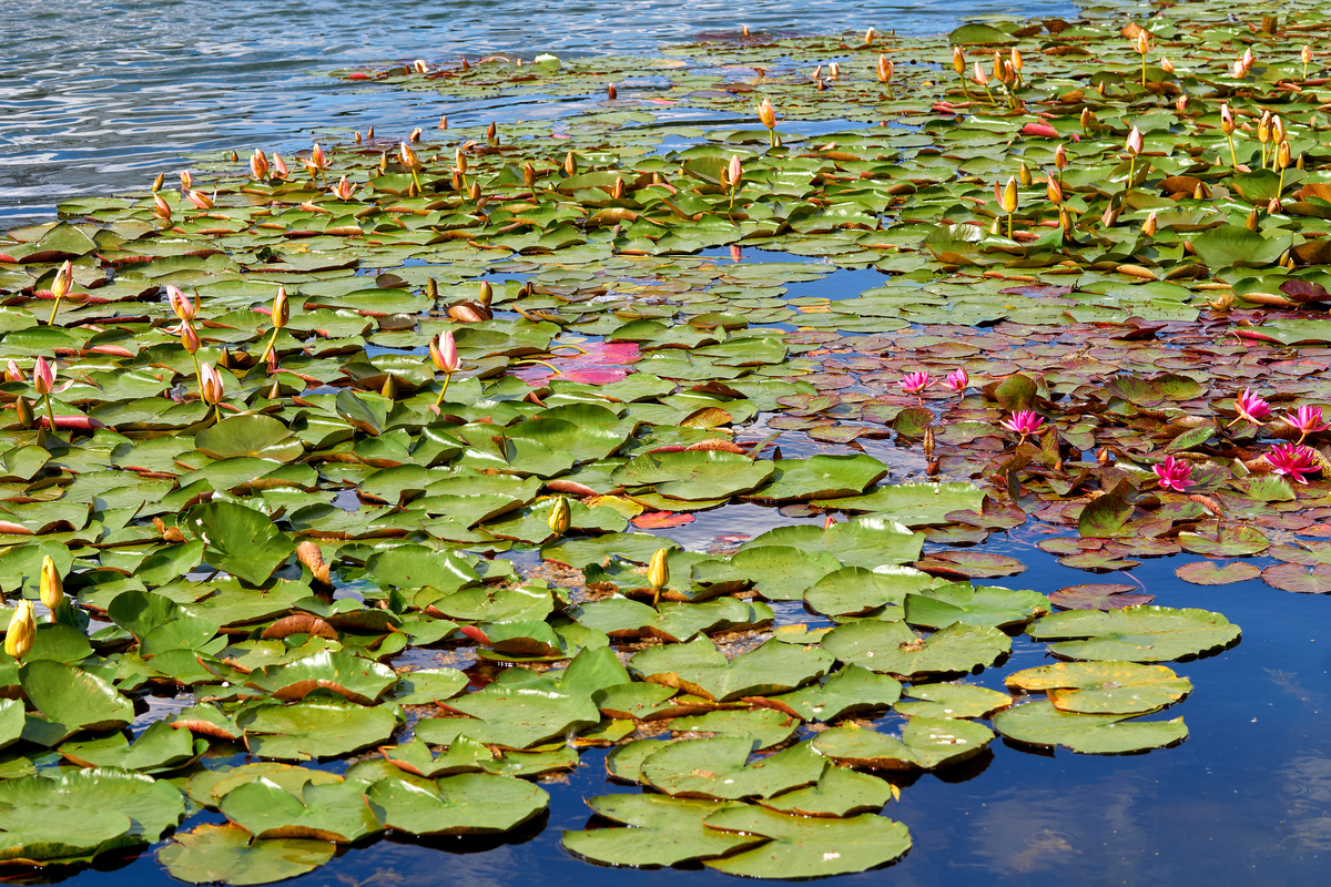 池塘边有什么景物
