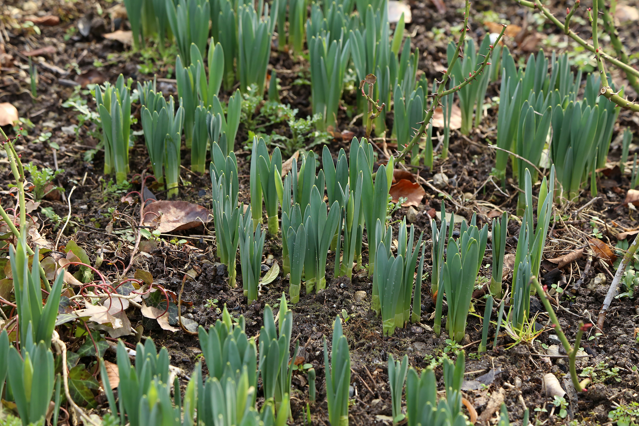 young spring sprouts of daffodils in the garden