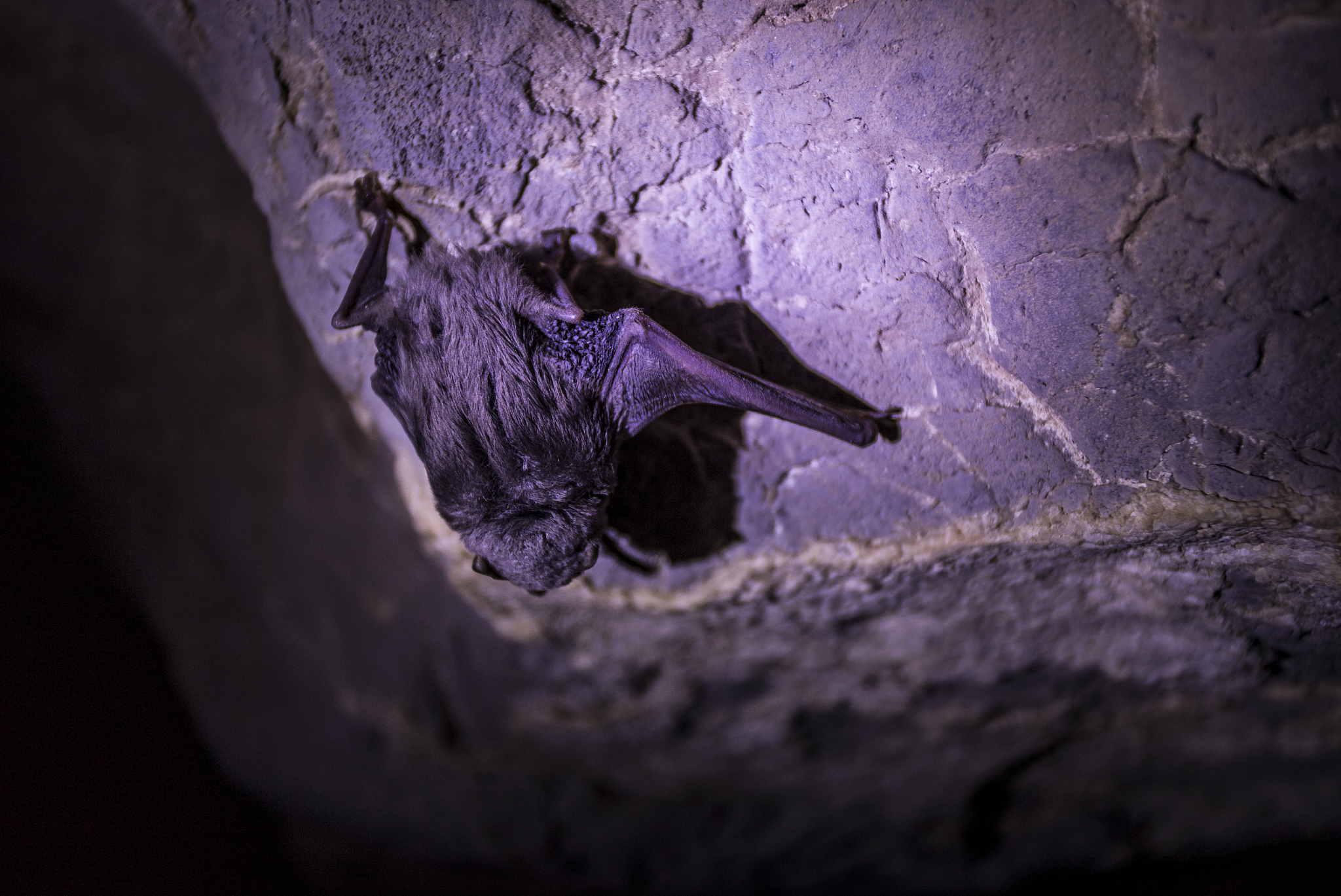 bat