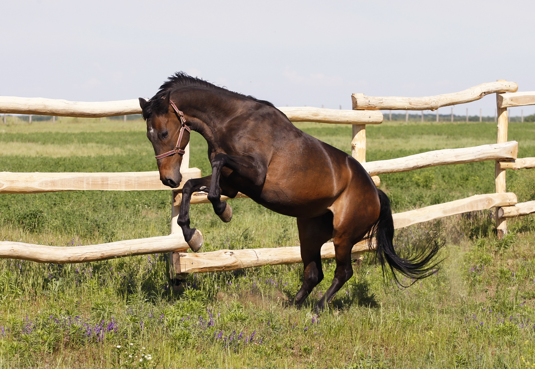 happy horse