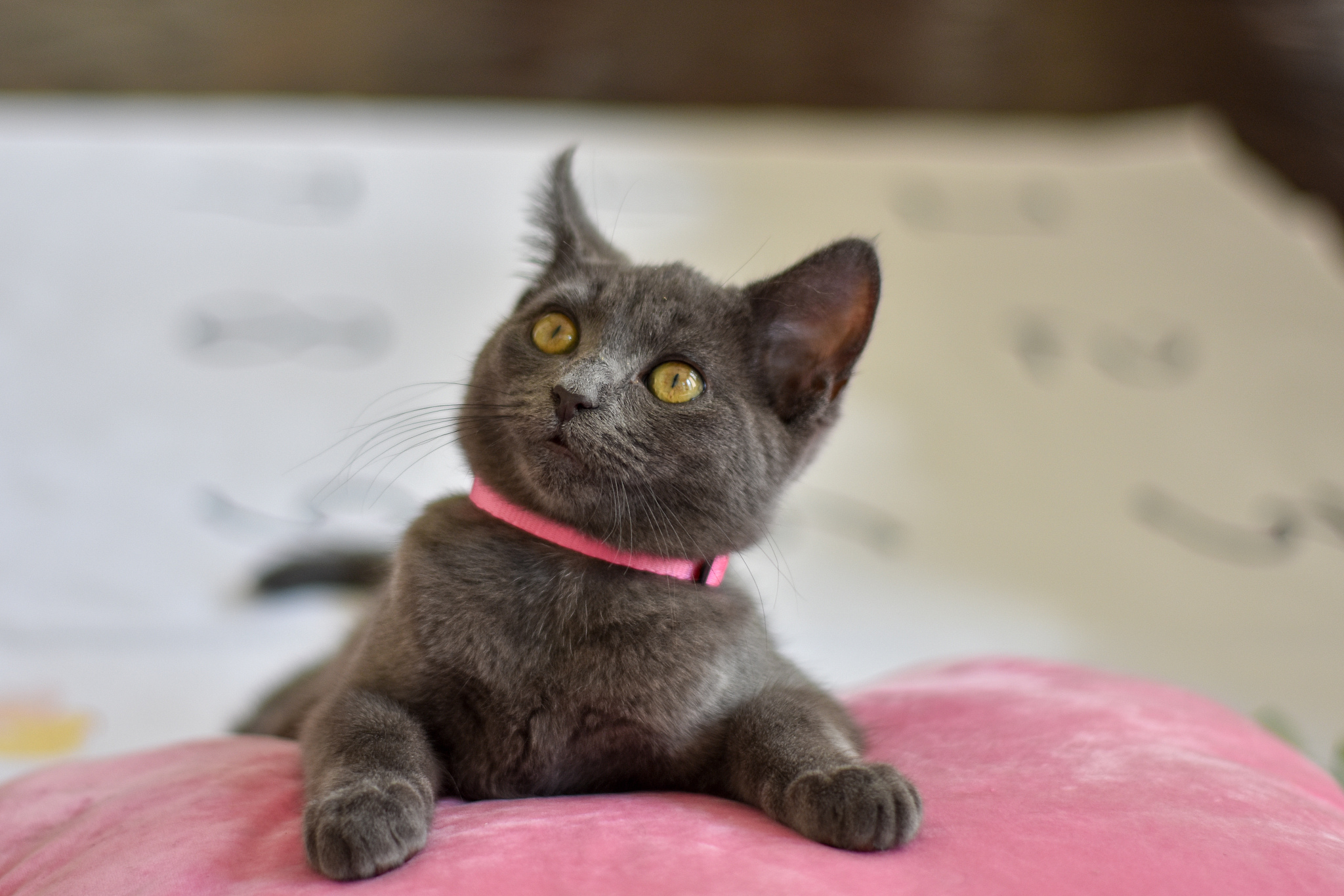 grey cat