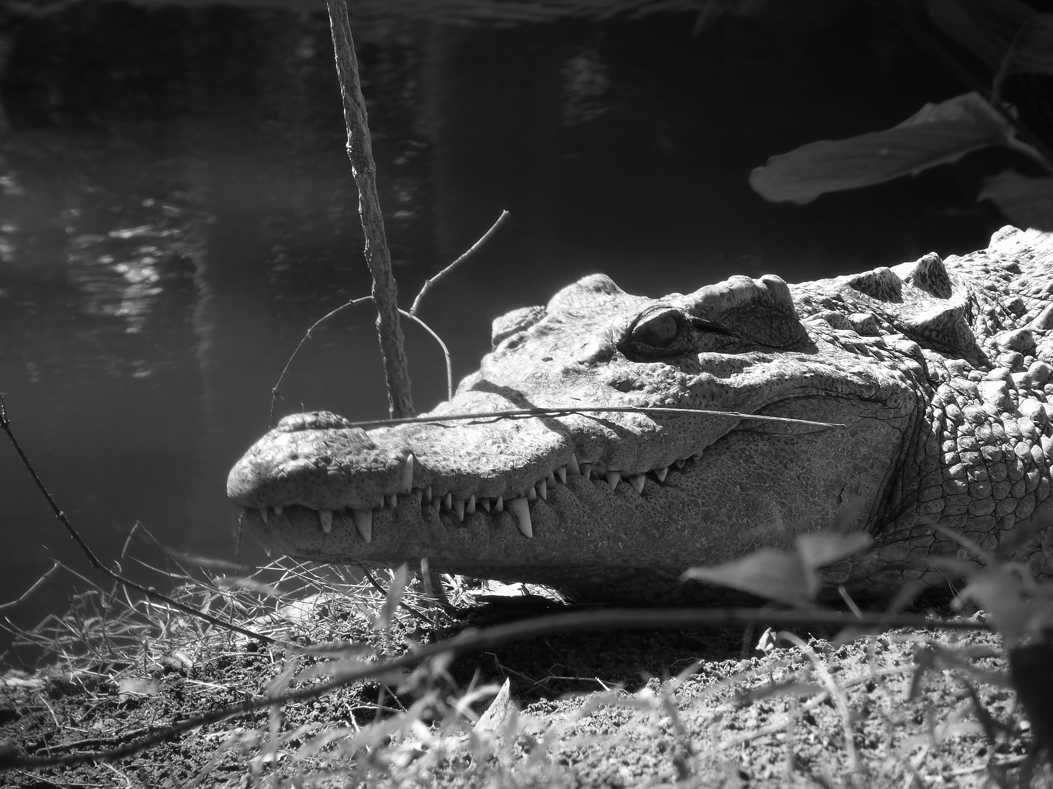 crocodile