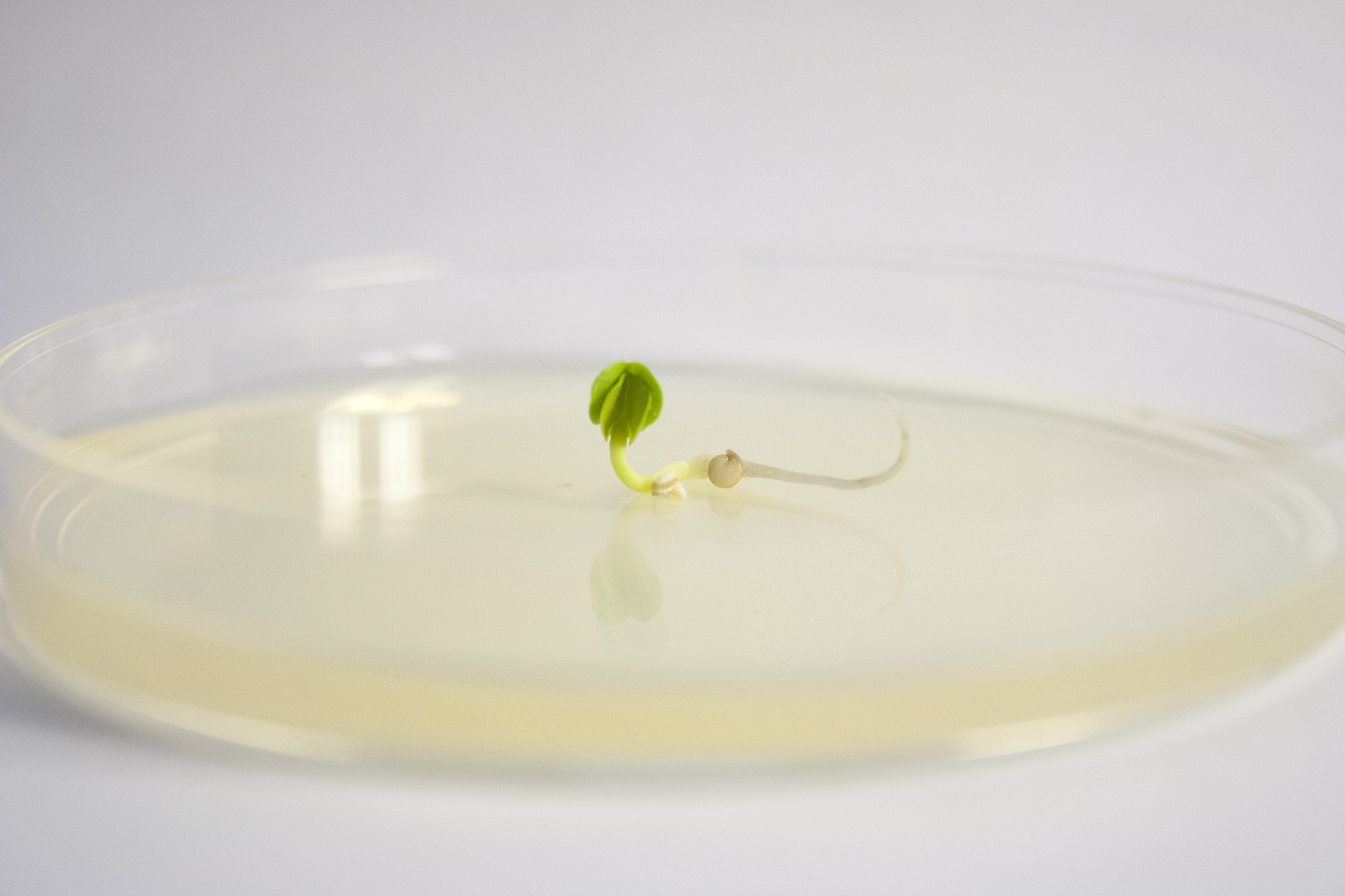 胚乳内有机物在种子萌发后先减少后增加？