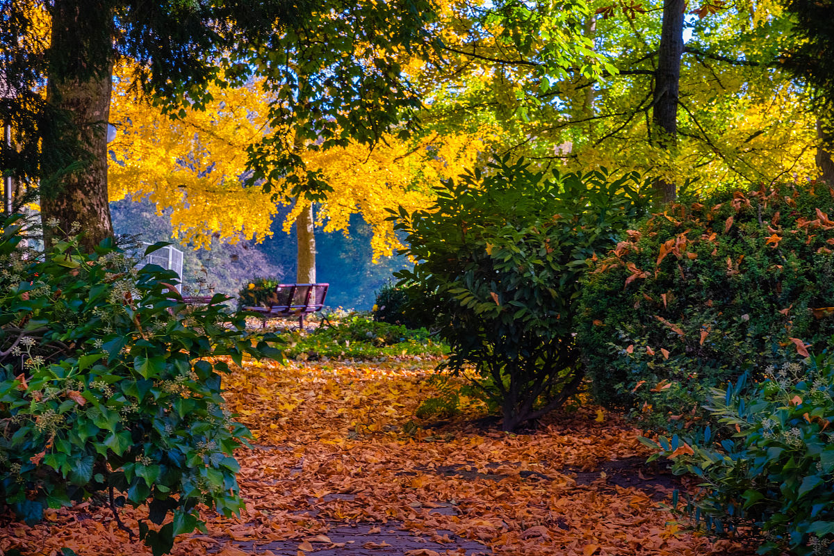 校园秋景：金色的树叶，古老的石桥，静谧的溪流