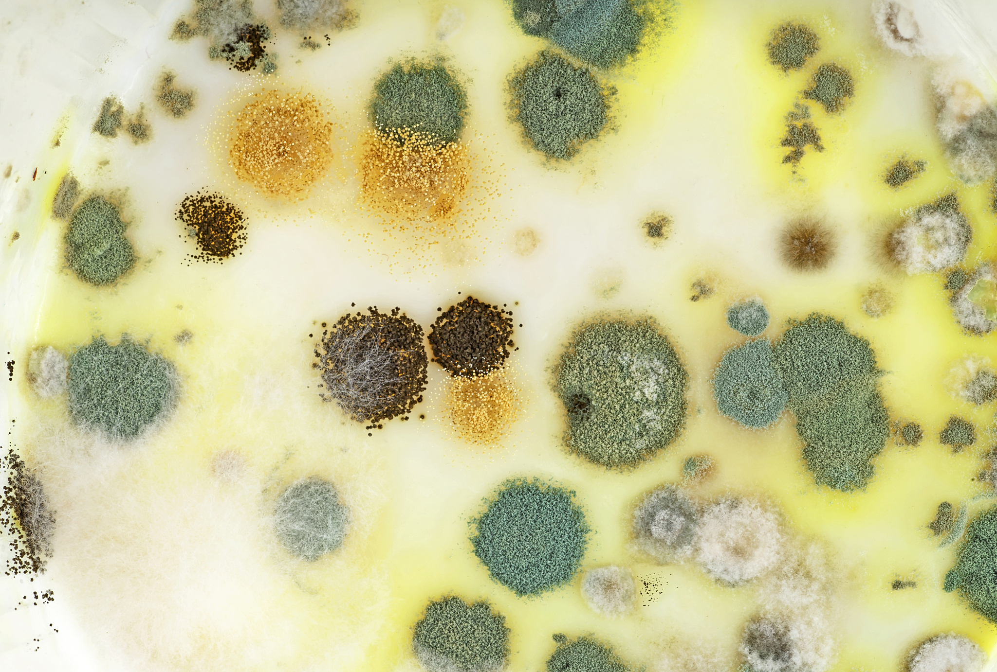 大豆堆微生物颜色差异：白色表面 vs 灰黄色内部