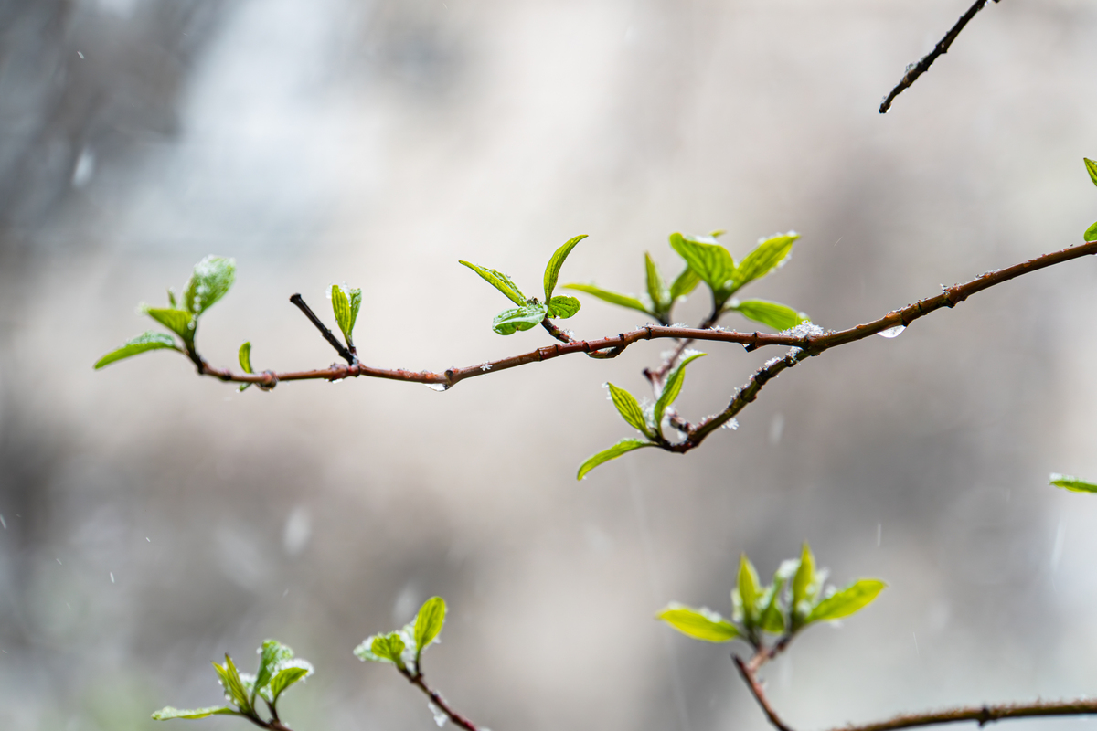 惊蛰：春暖花开，万物复苏！