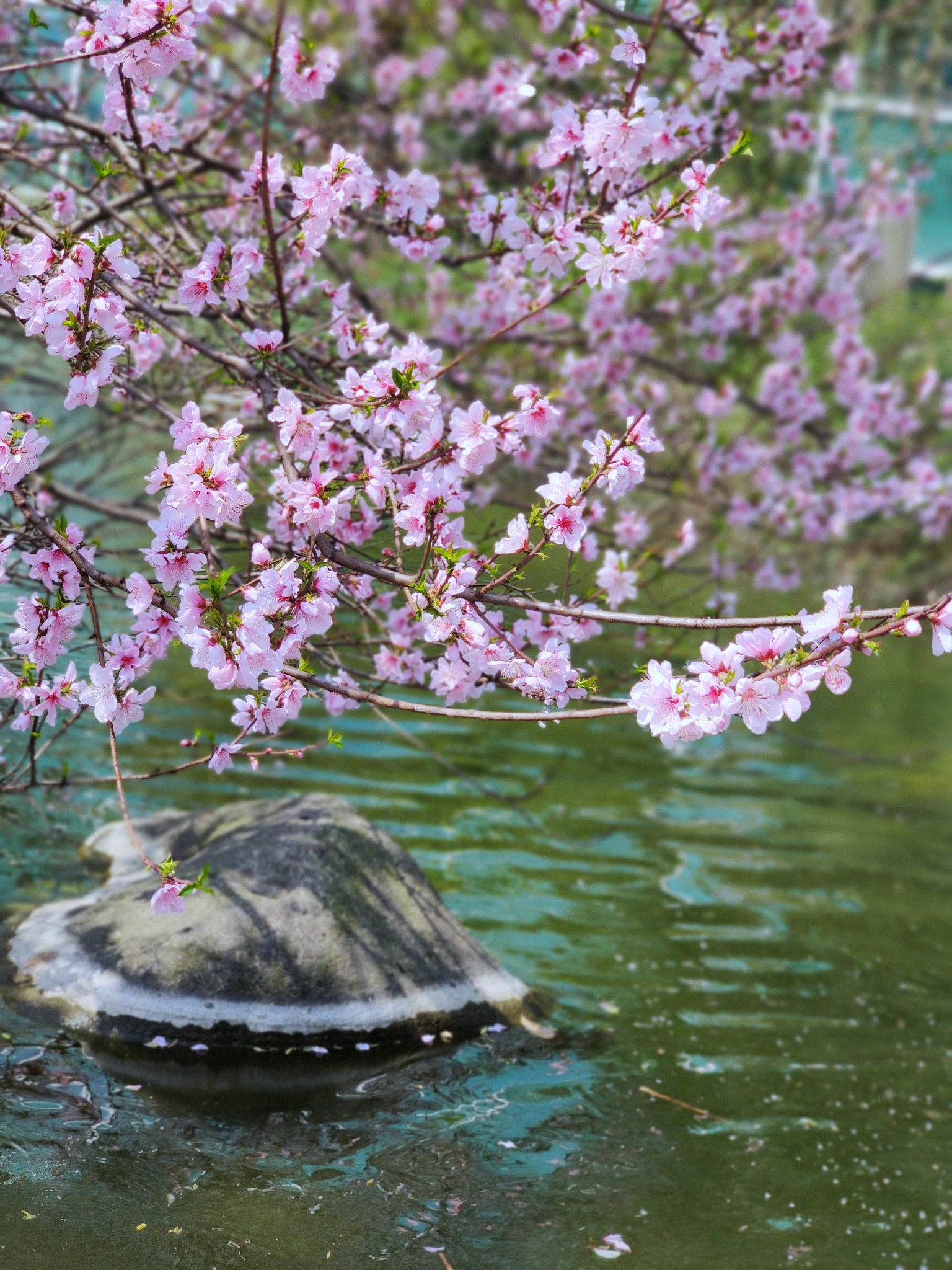 落花有意随流水，流水无心恋落花 - 全诗赏析
