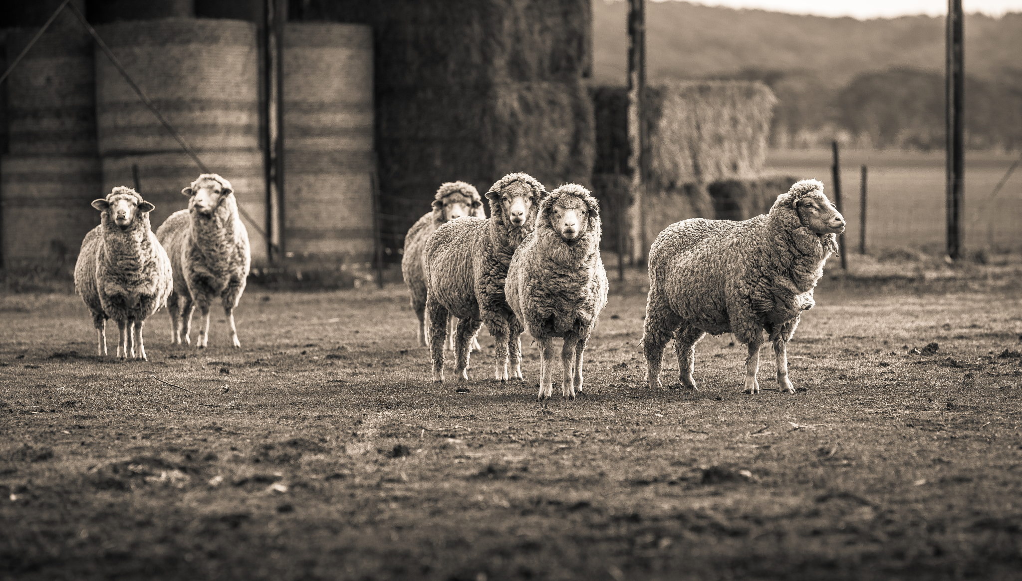 《牧养之道》内容概括：后现代人困境、未来牧者挑战与救赎之路