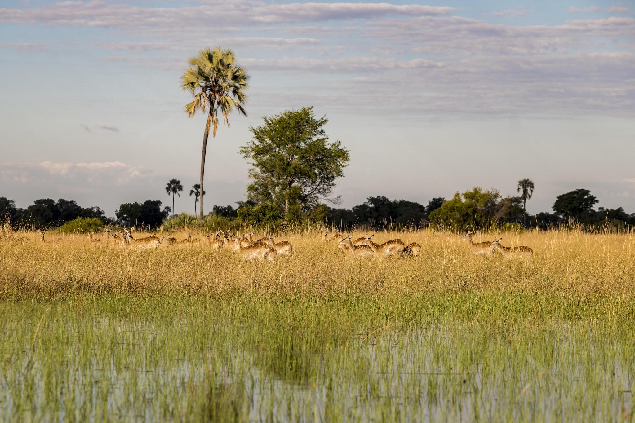 impalas (aepyceros melampus), herd runs through high grass in sw