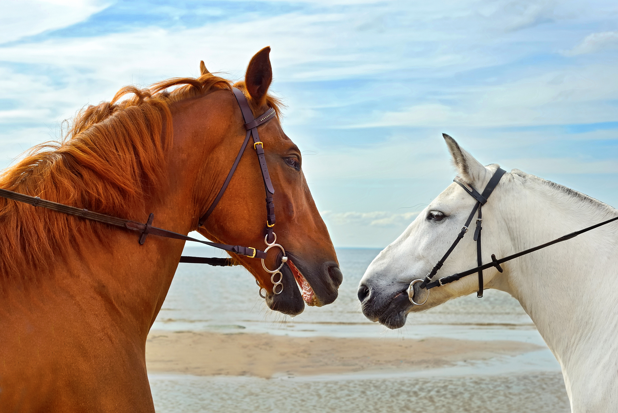 two heads of beautiful horses