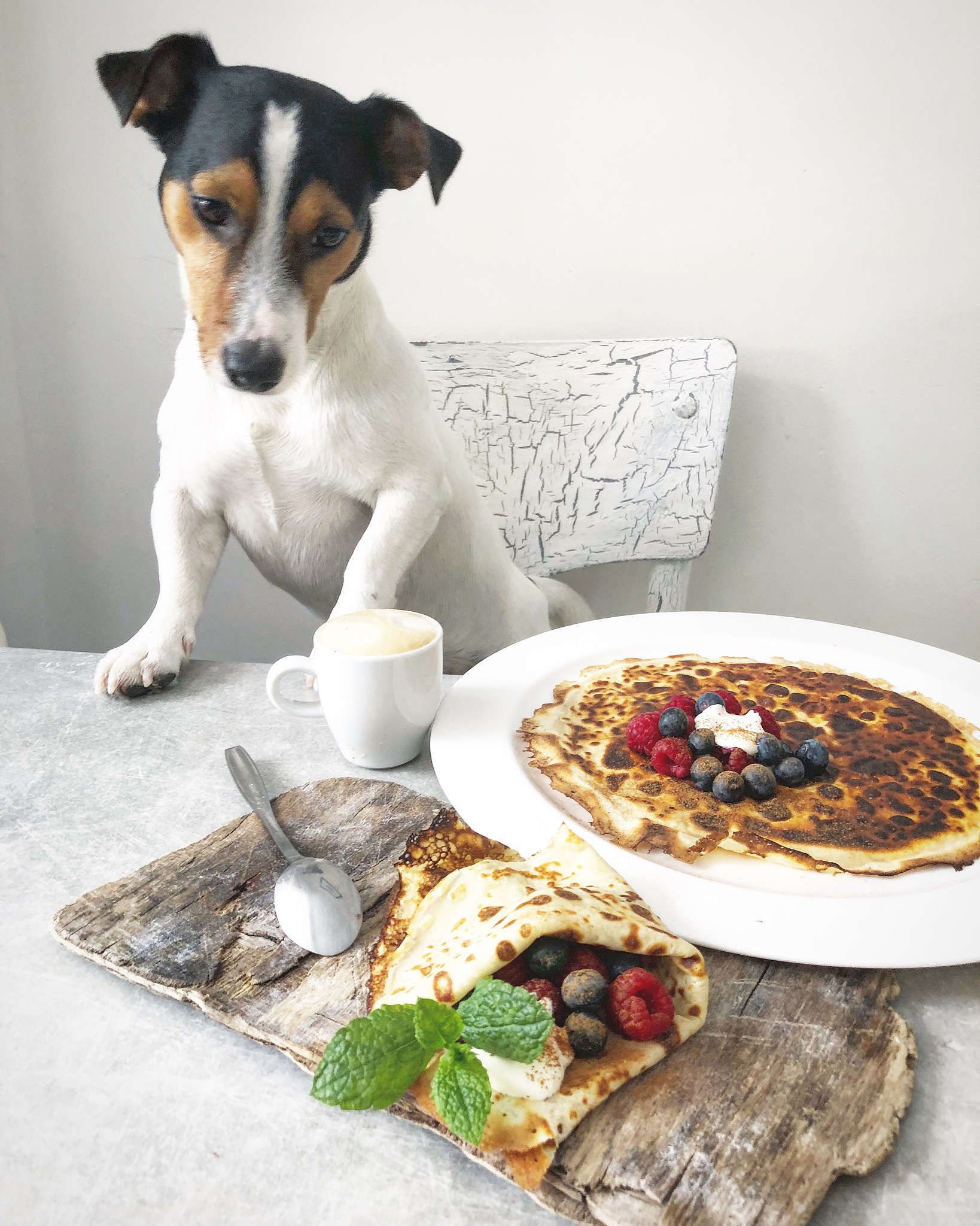 1200字关于吃狗粮的狗和吃剩菜剩饭的狗有什么不同？