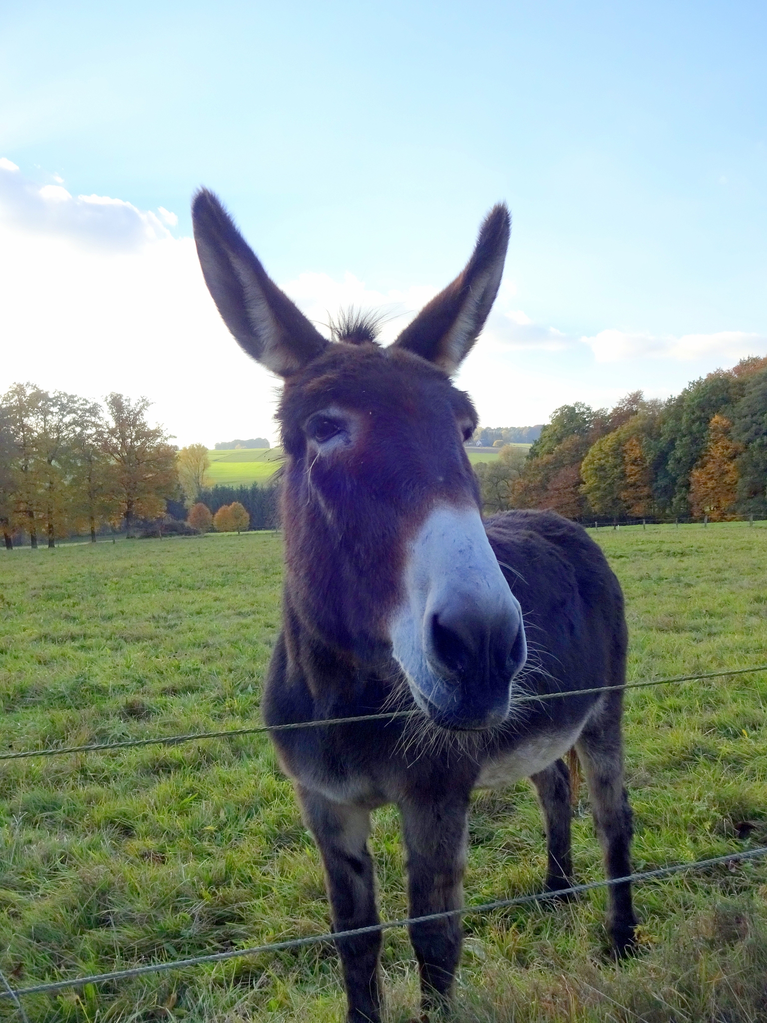 donkey standing by fence on grassy field