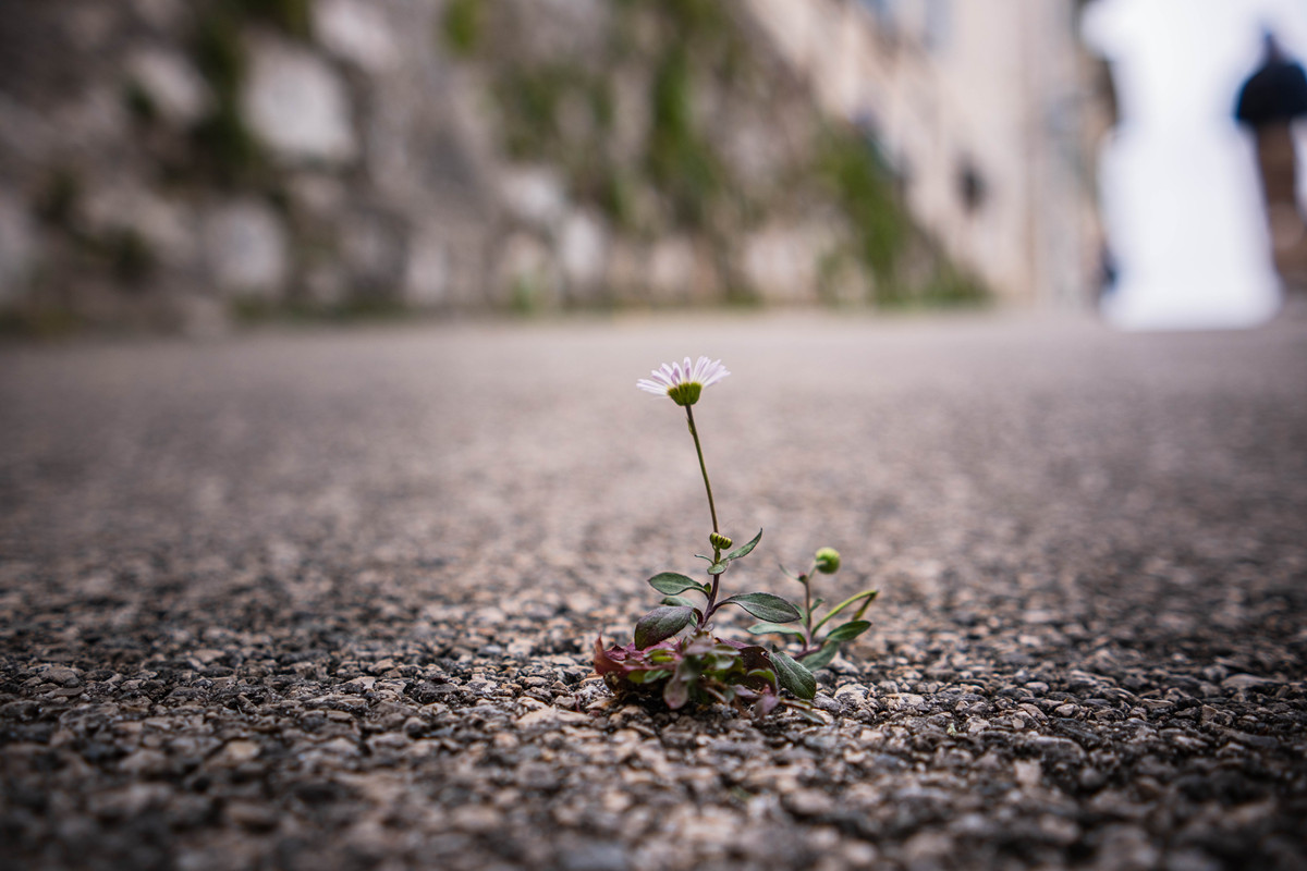 花枯萎如人一生怎么安慰
