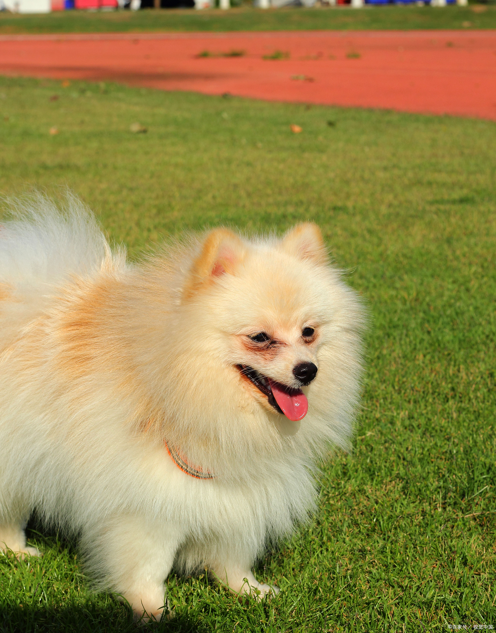 最可爱的小狗是哪种品种？看完你可能想立刻养一只！