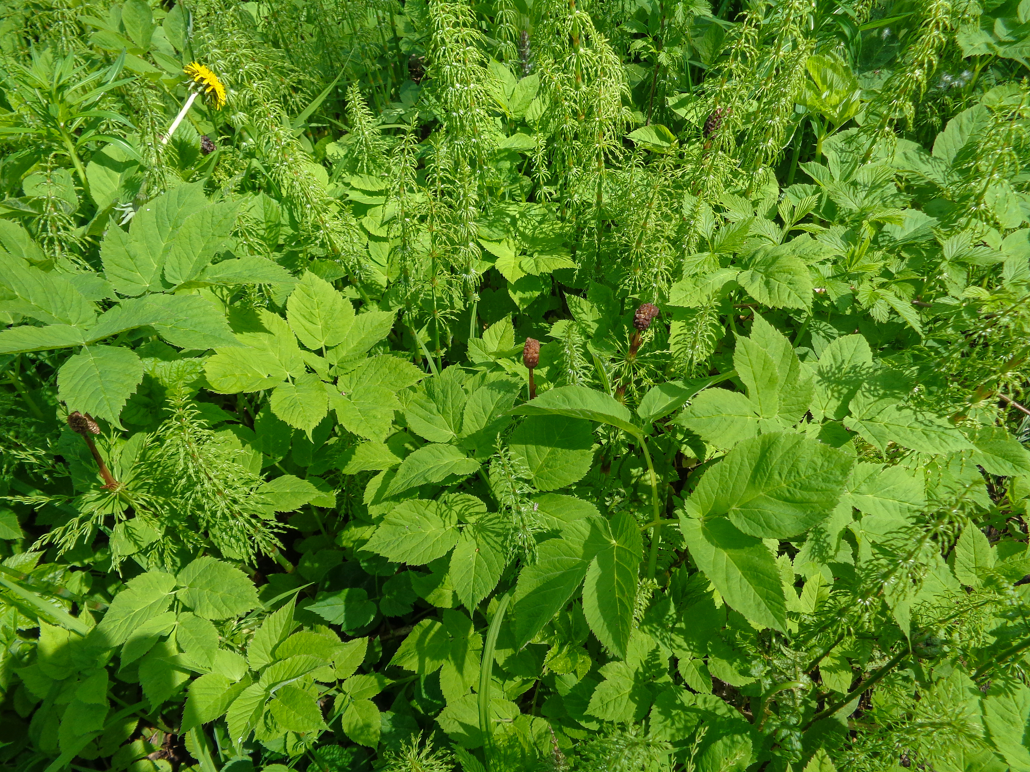 summer forest. nature of eastern europe in june. beautiful flora