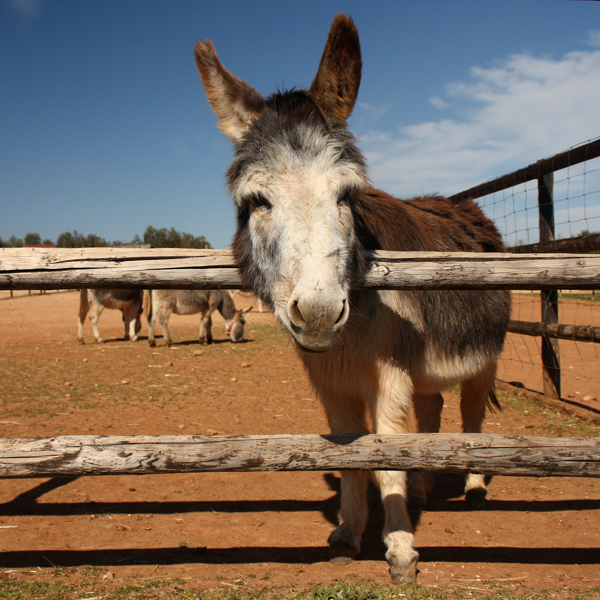 miniature donkey on farm