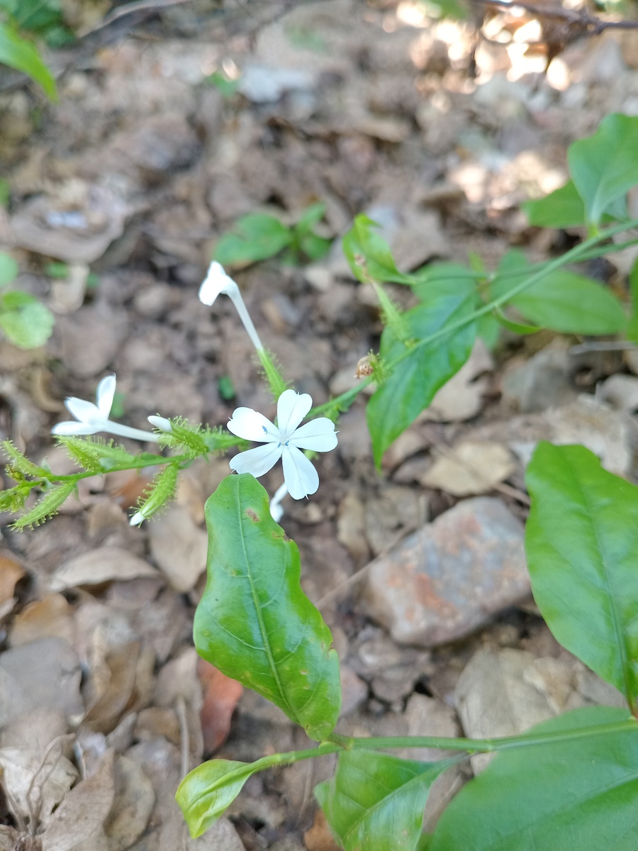 蕤怎么读？ - 详解蕤的读音、用法和作用