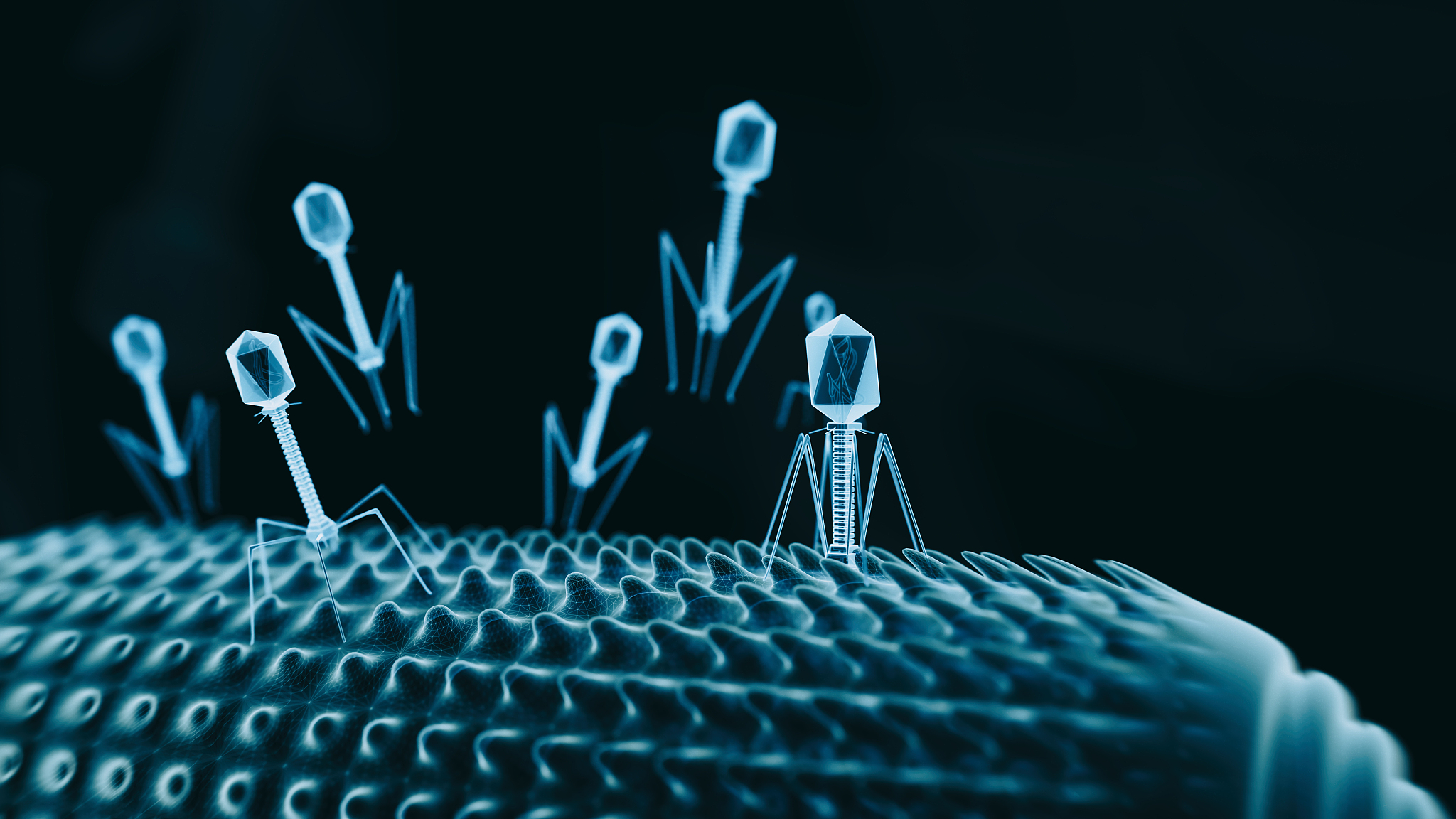 溶源噬菌体的ImmA/IrrE family metallo-endopeptidase有什么用