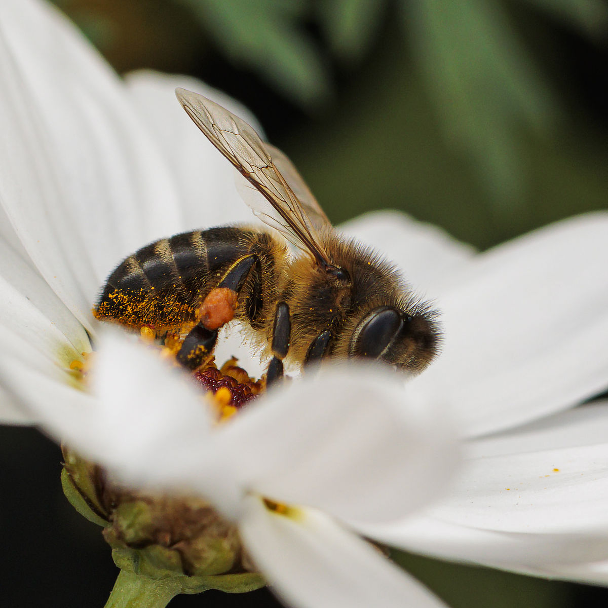 二十只左右被闷了好久的蜜蜂向四面飞散缩句