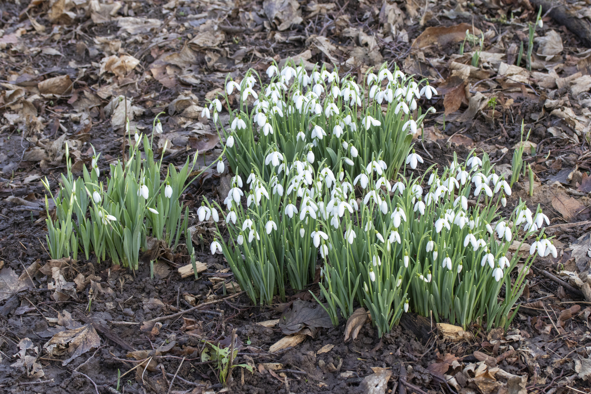 雪花莲(galanthus nivalis)特写
