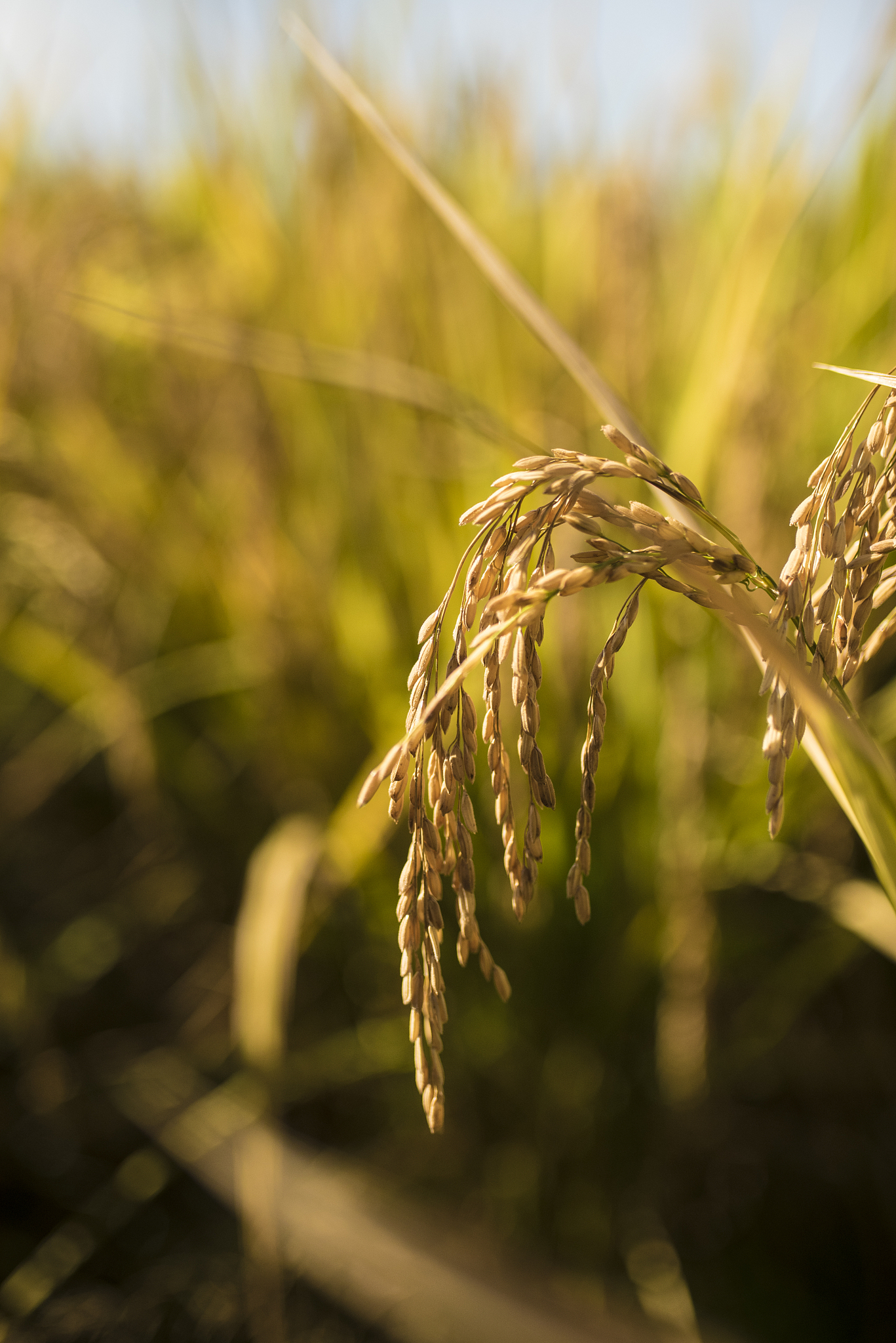 水稻昆虫多样性研究样本要求:数量、种类、鉴定标准 水稻昆虫多样性研究样本要求:数量、种类、鉴定标准