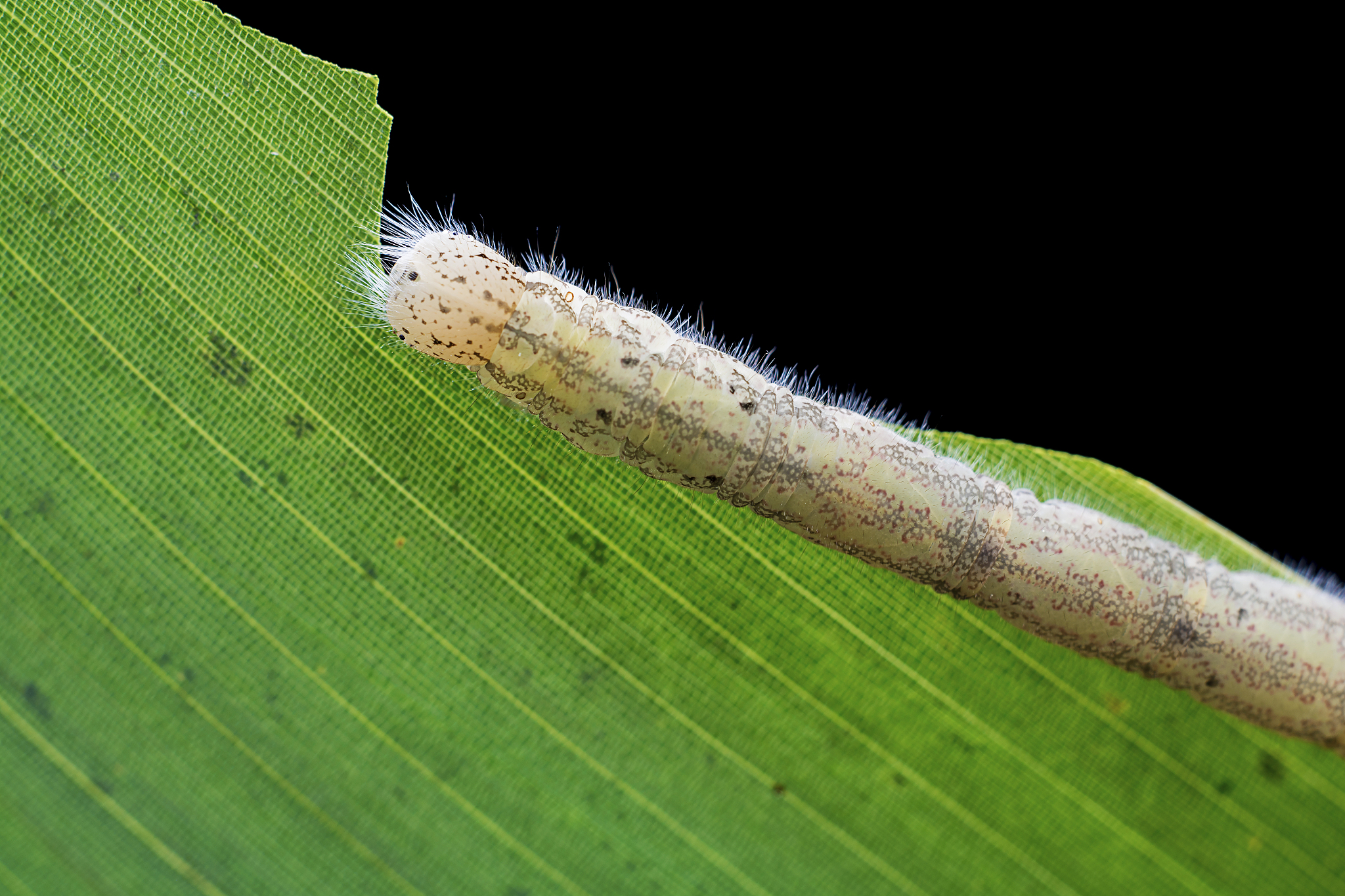 隐翅虫的危害：农业生产的隐形杀手