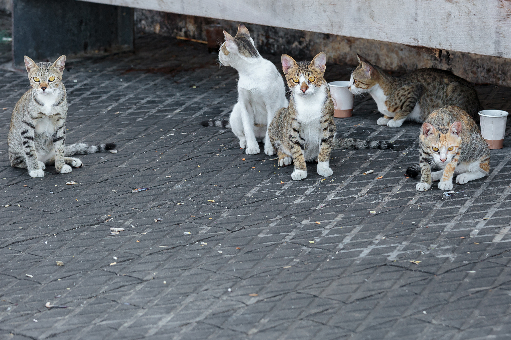 北京景山御猫传说：两只皇帝宠爱的小猫，死后竟葬在景山！