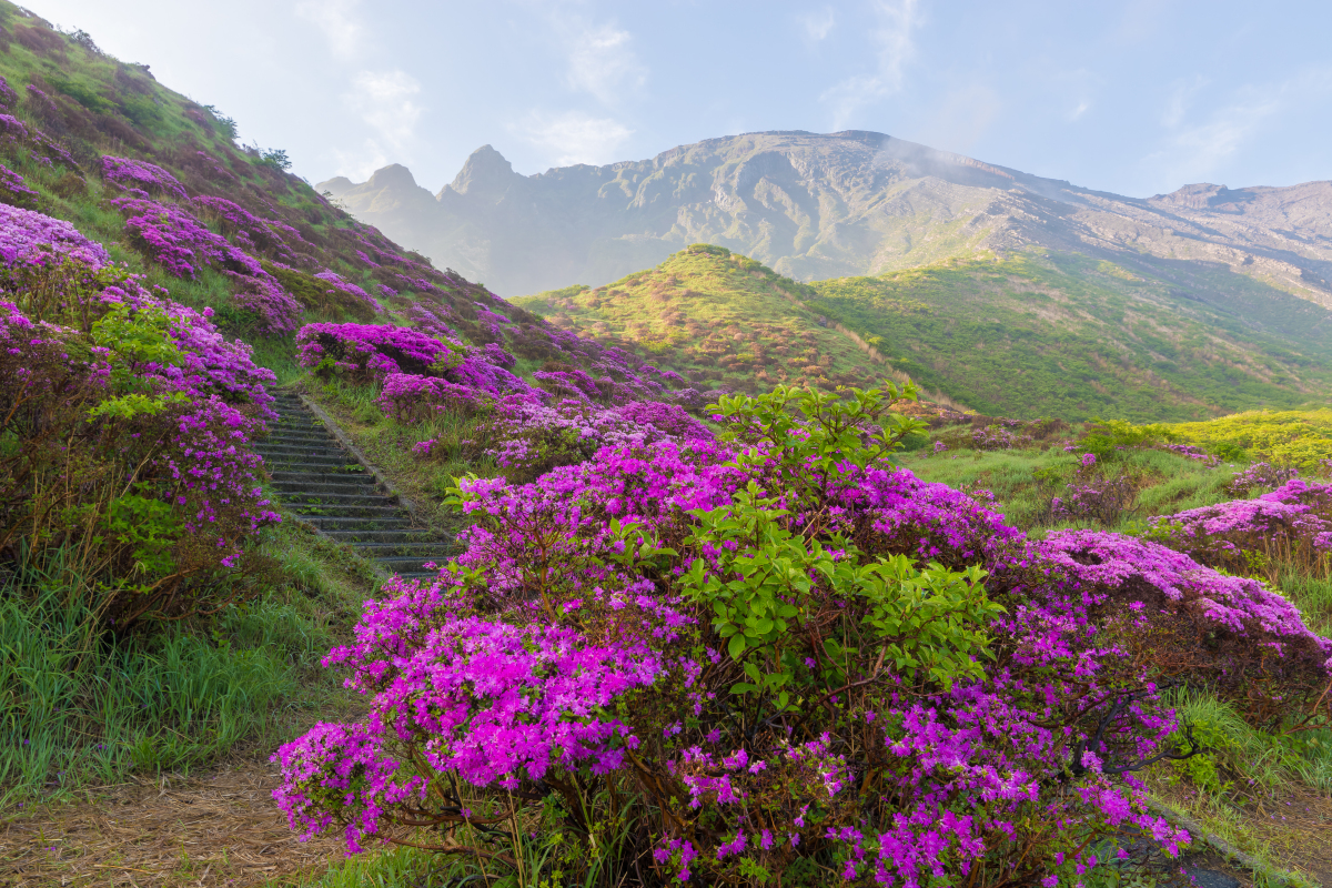 金堂的鲜花山谷,无疑是蜀葵的盛宴