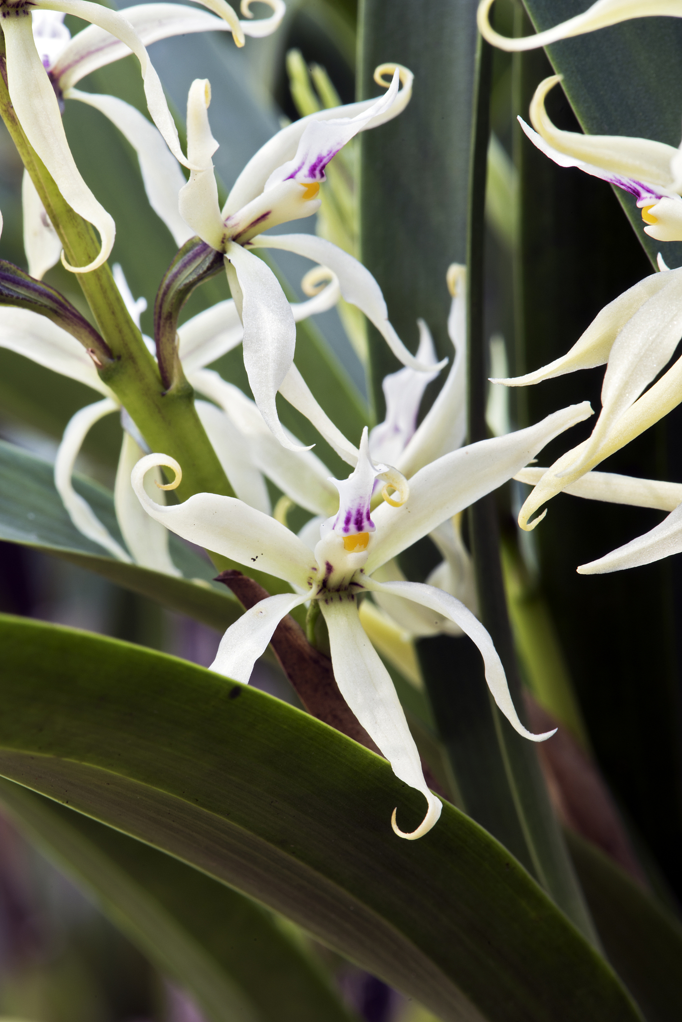 orchid epidendrum faustum