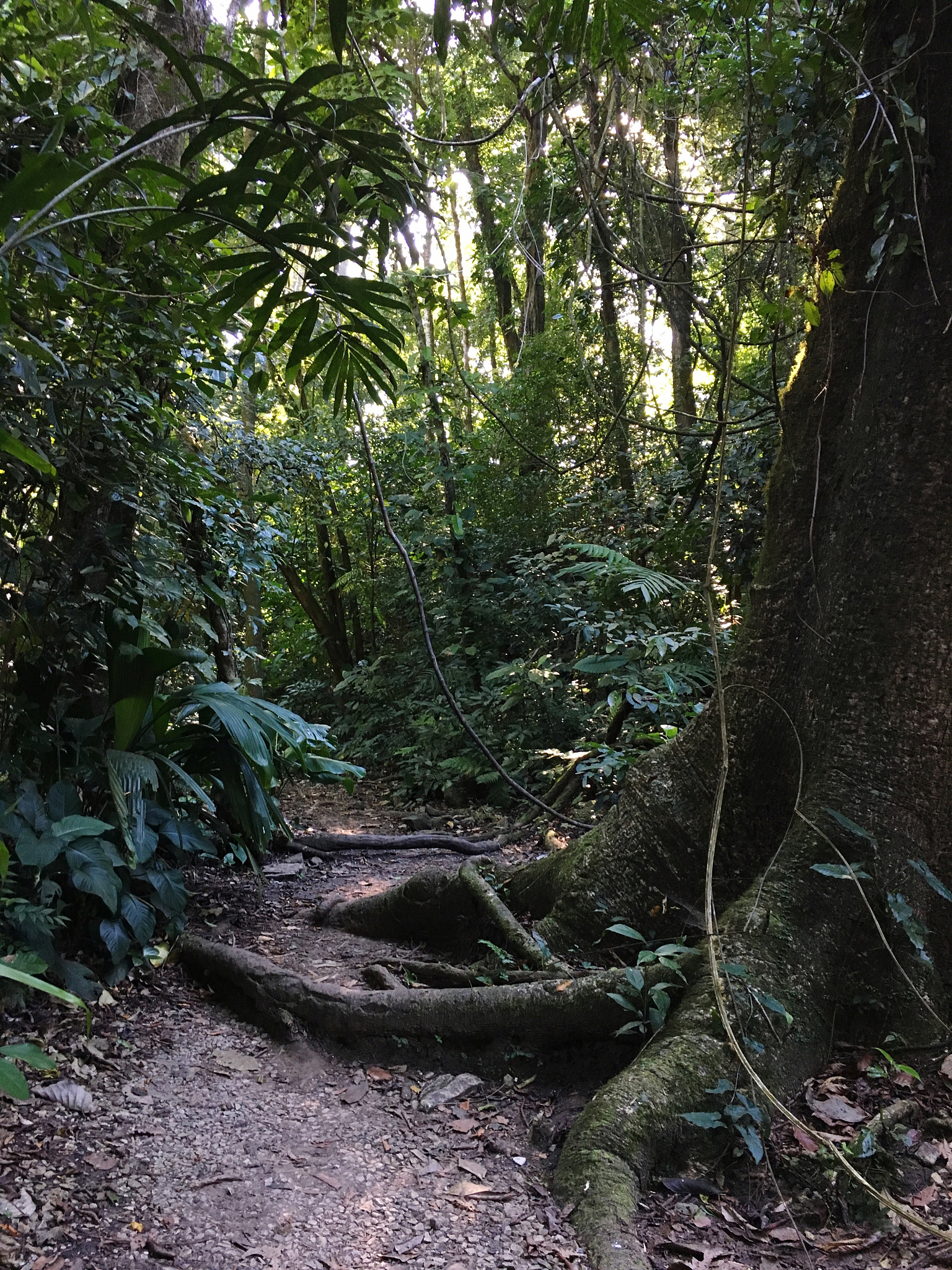 RandomForestRegressor 参数解释