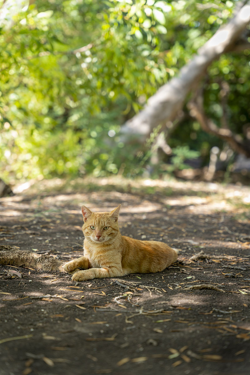 如何评价在刺猬猫小说网上面连载的小说《给子供向世界观一点小小的自爆震撼》