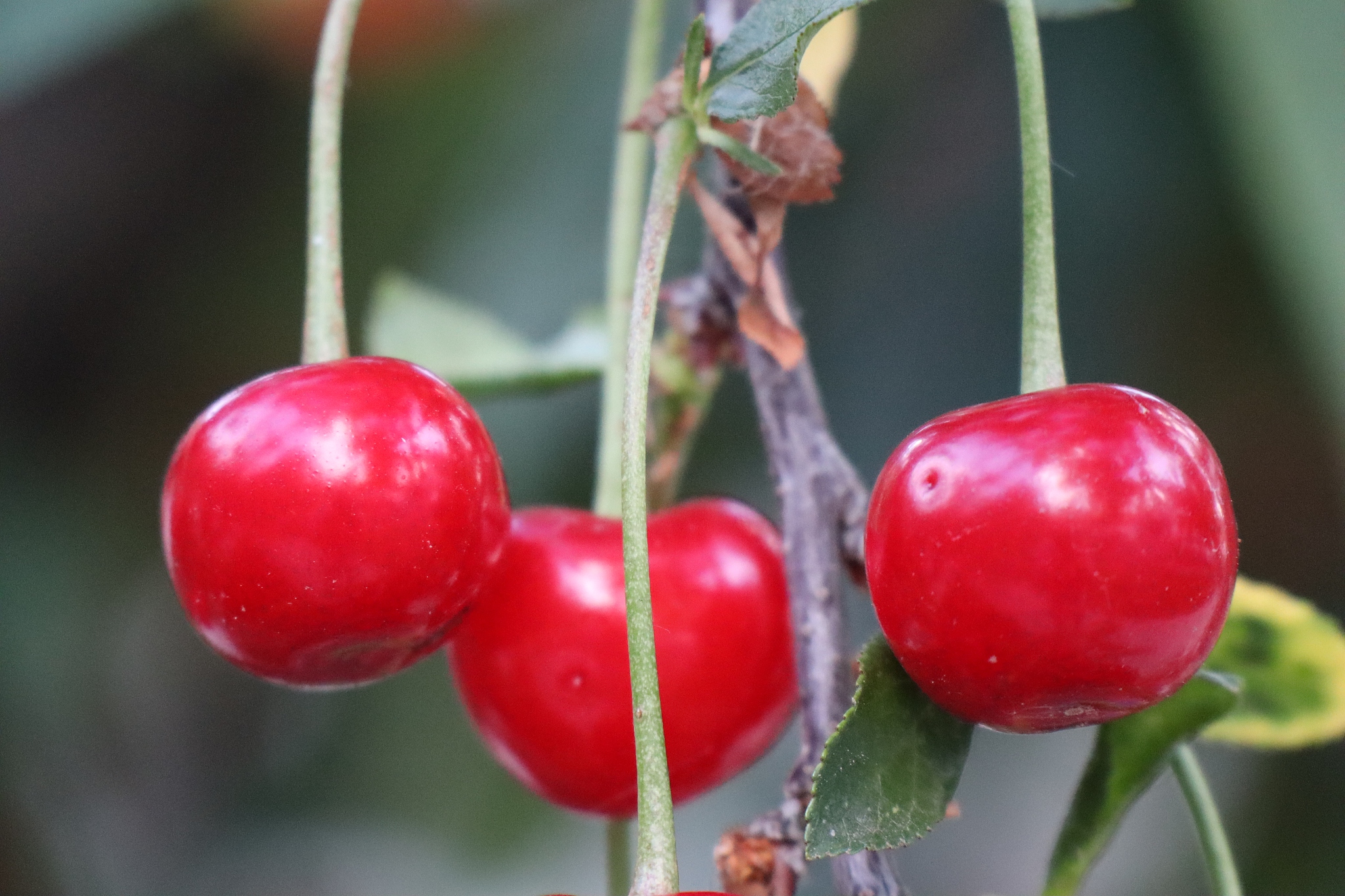 close-up of red berries growing on plant