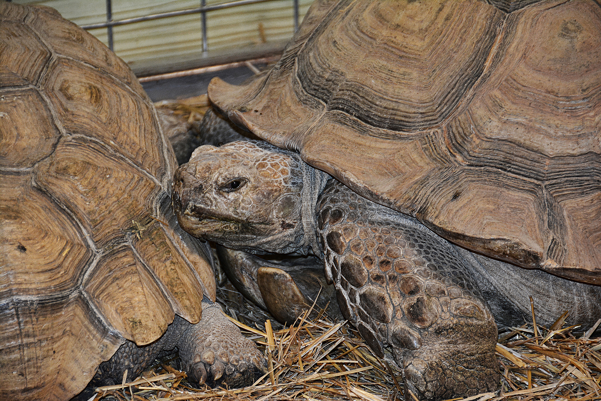 african spurred tortoise