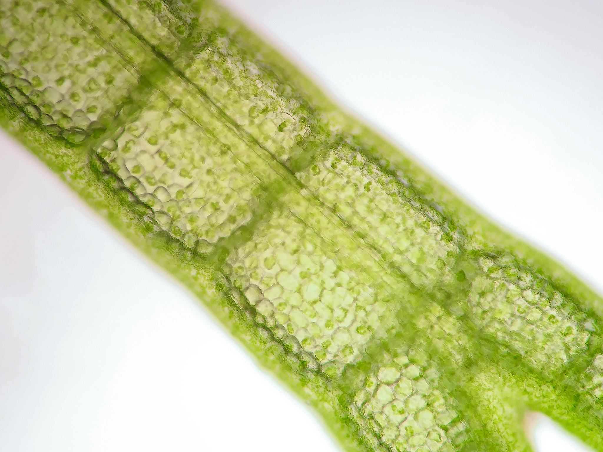 哺乳动物细胞湿重估算方法及示例