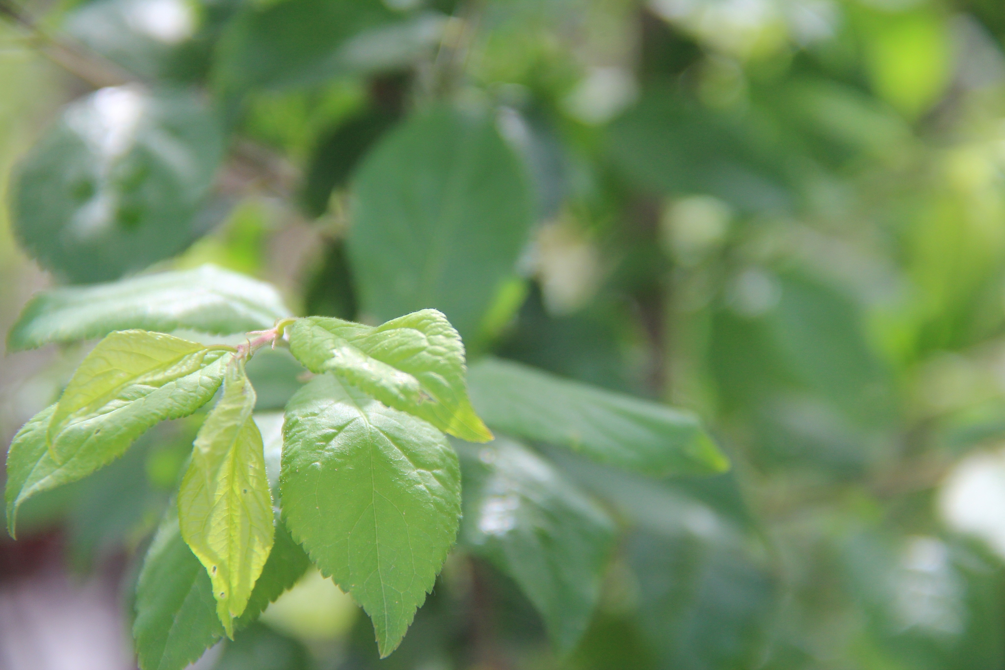 background green
