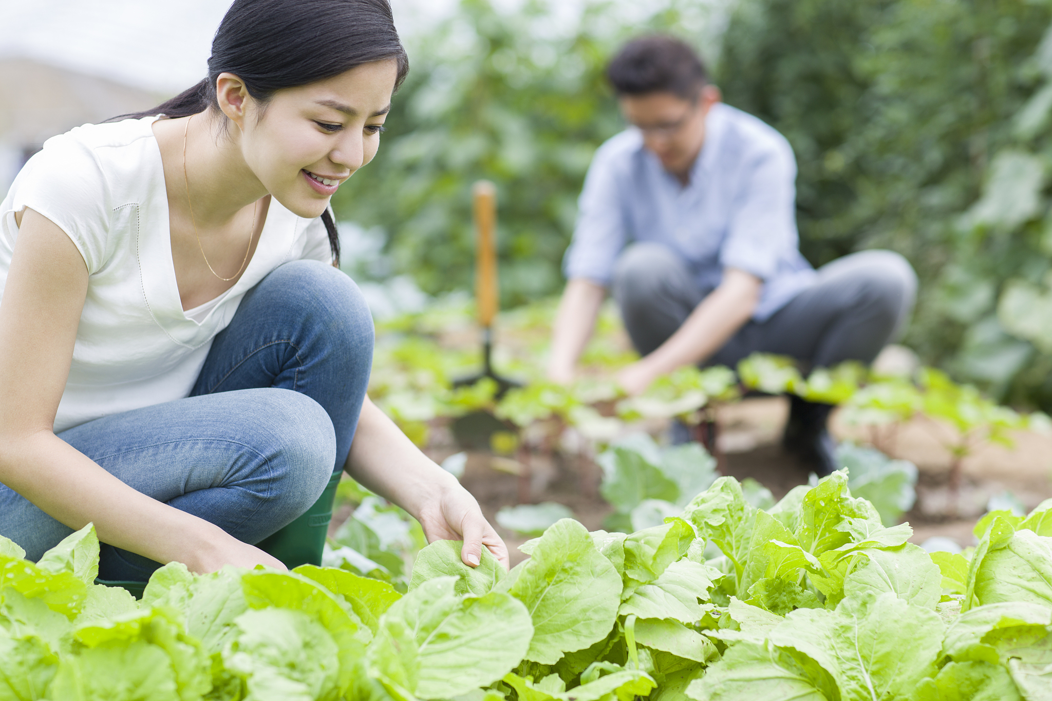 农家乐菜园摘菜vlog：新鲜蔬菜，健康美味！