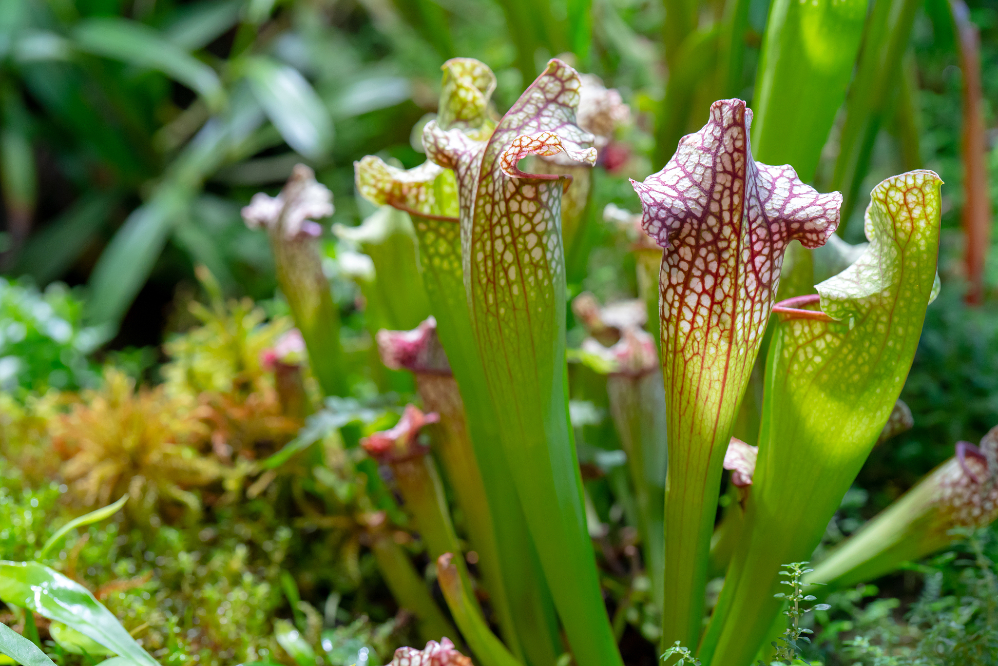 carnivorous plant that feeds on insects
