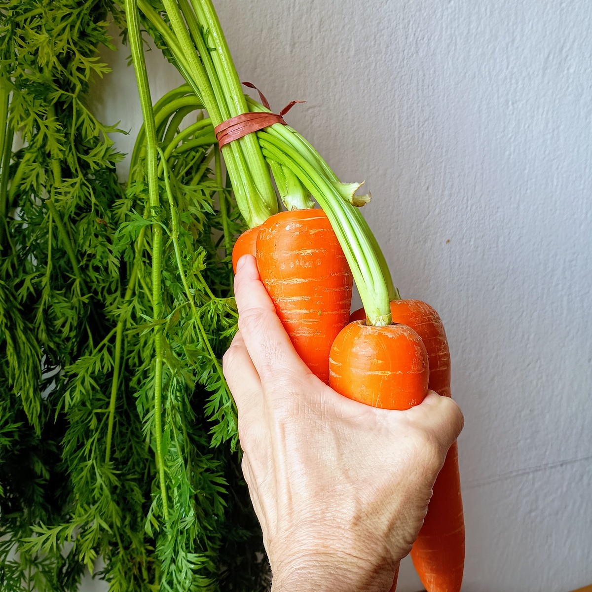 迷你胡萝卜是转基因吗，