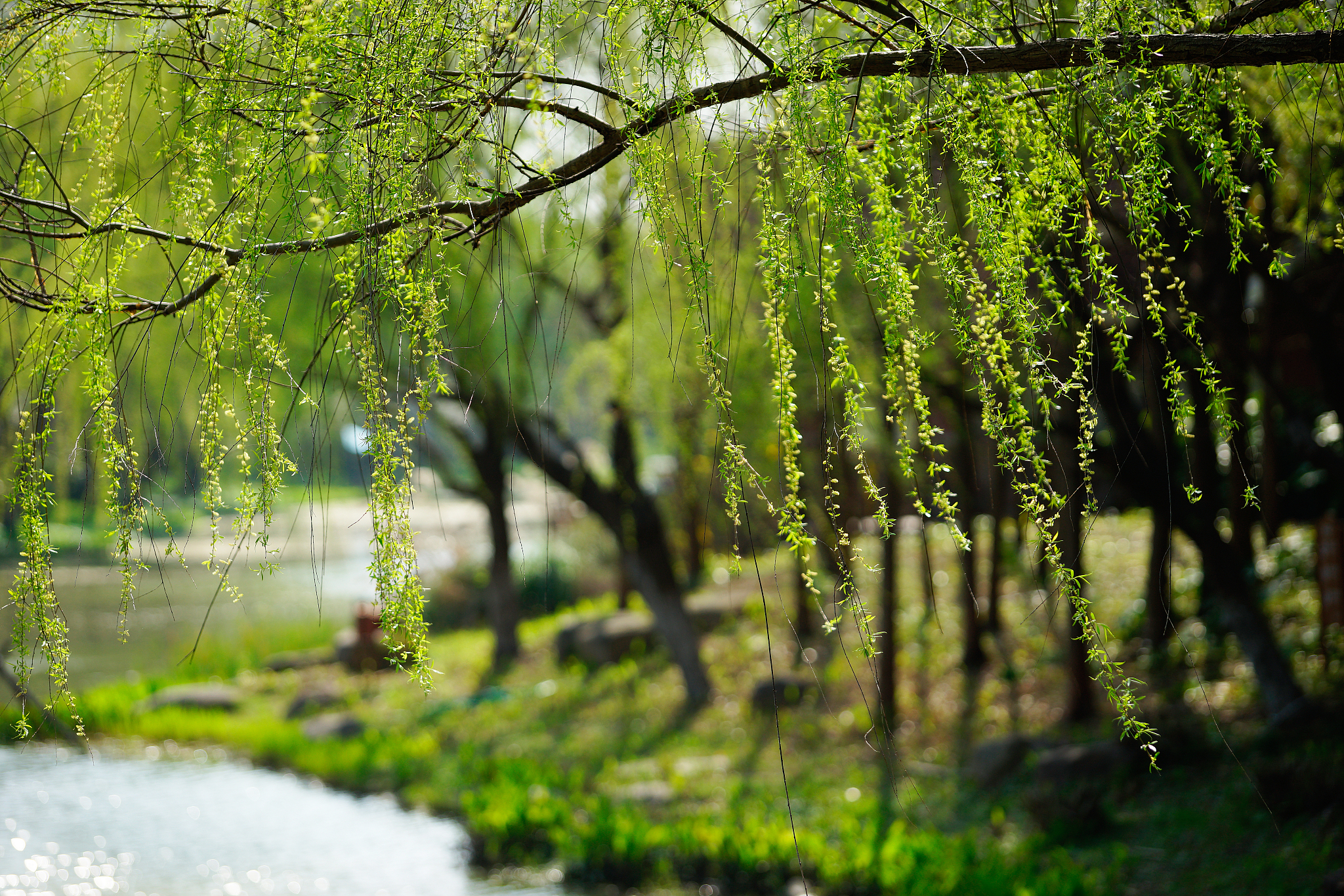花裙子飘飘：300字仿写春景