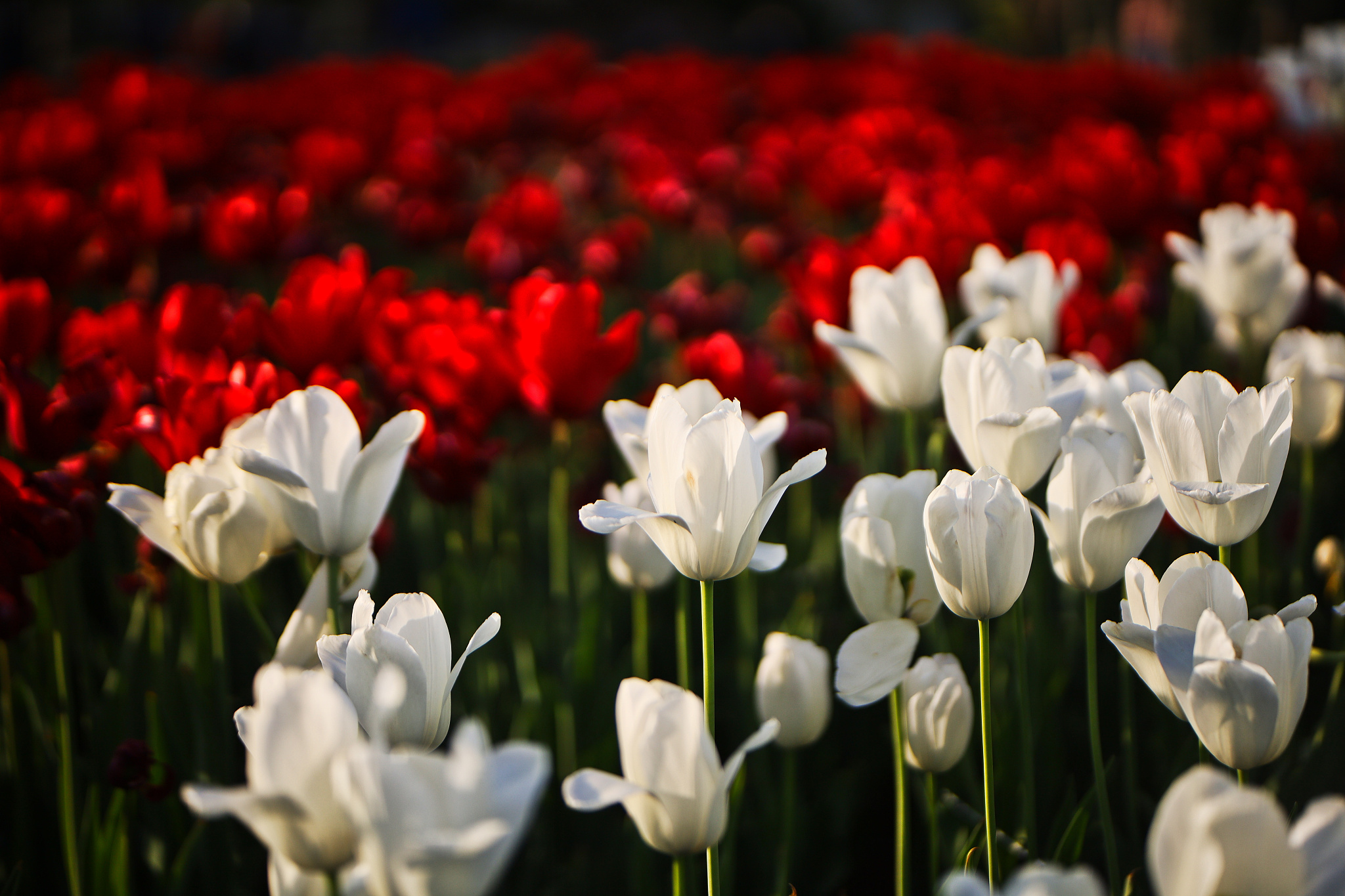 合肥求实科技学校2021年有哪些招生专业