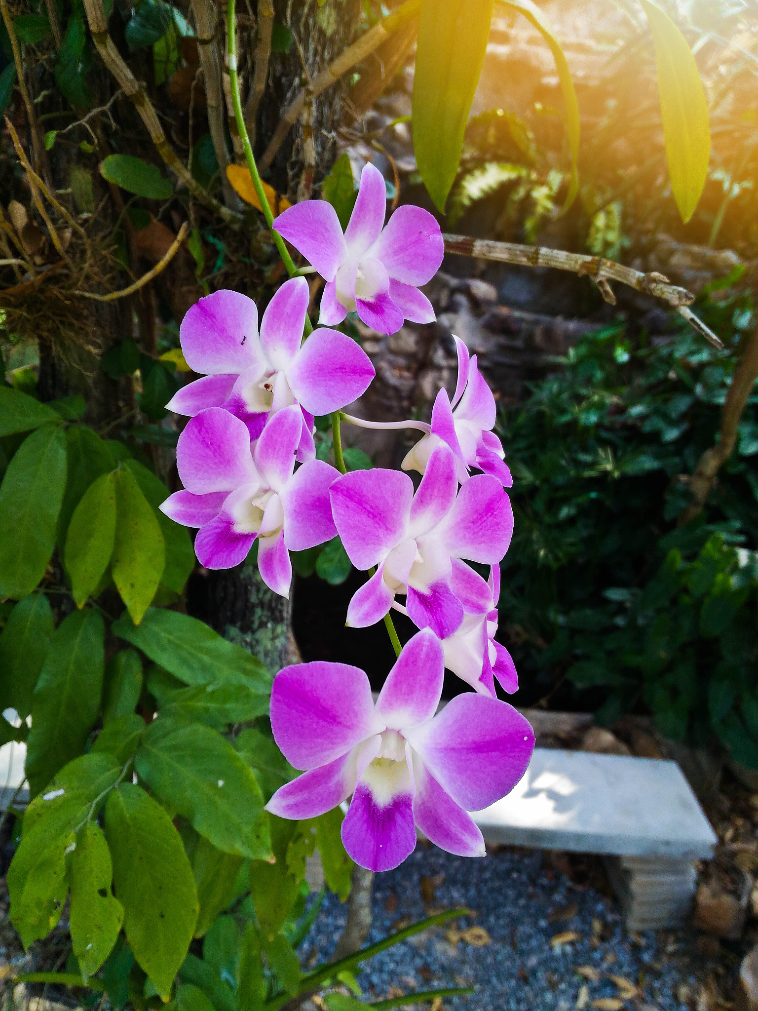 beautiful purple orchid flower in the garden