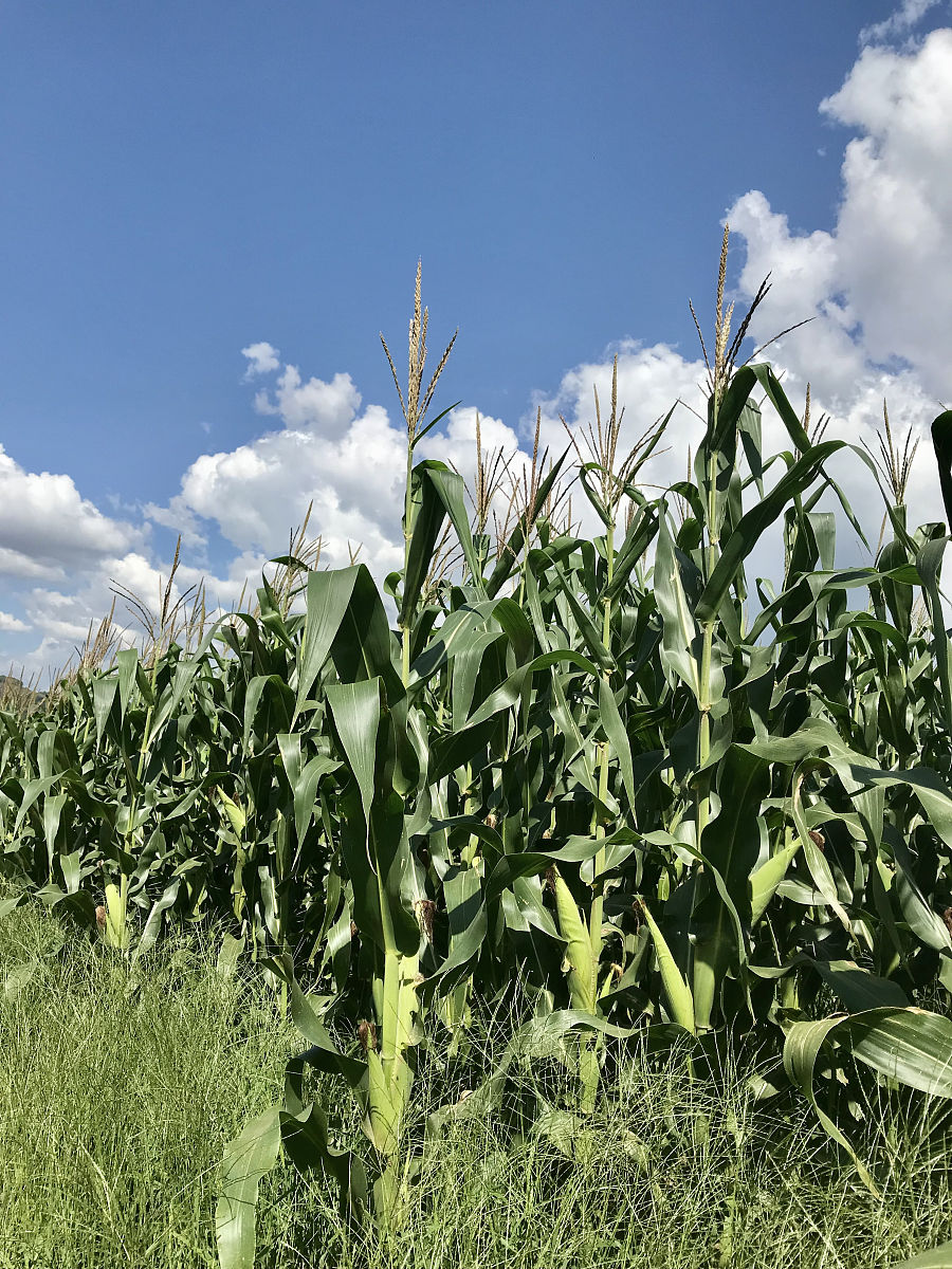 玉米创新：引领农业可持续发展的未来之谷