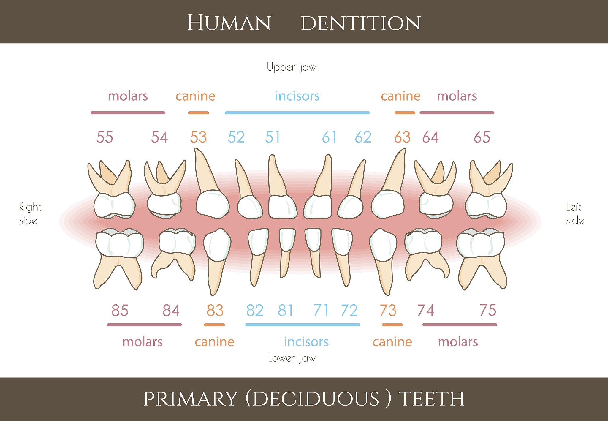 Bolton 指数：了解上下颌齿比例的秘密