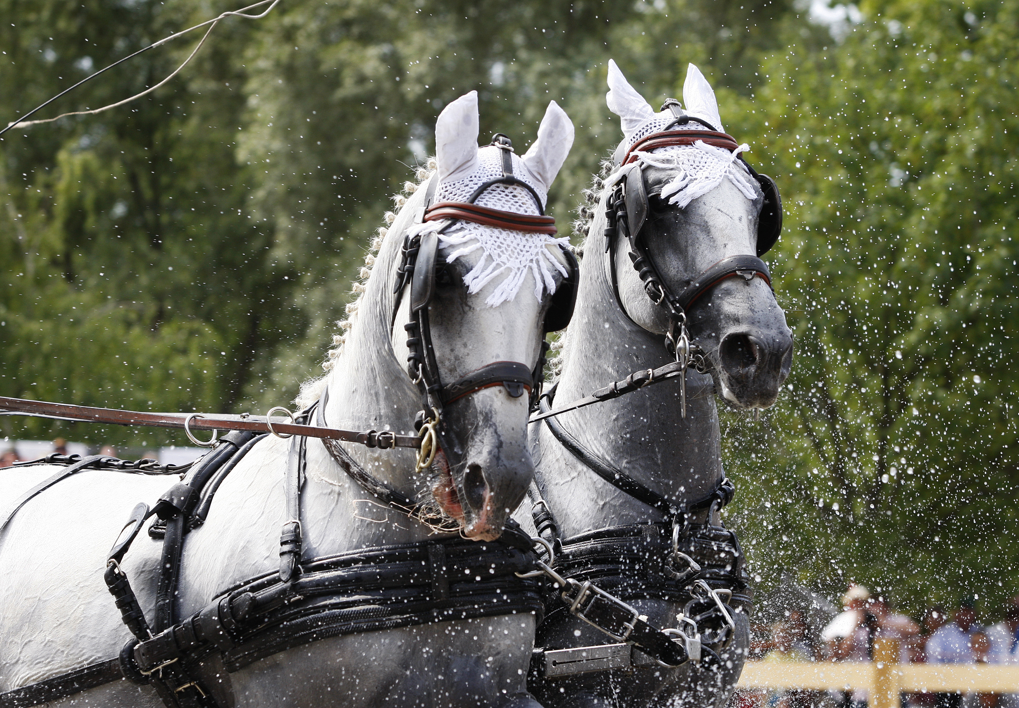 horse driving